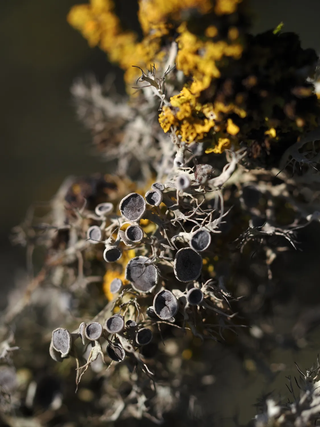 Licheni, peculiare bellezza