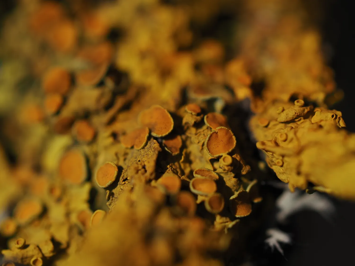 Licheni, peculiare bellezza