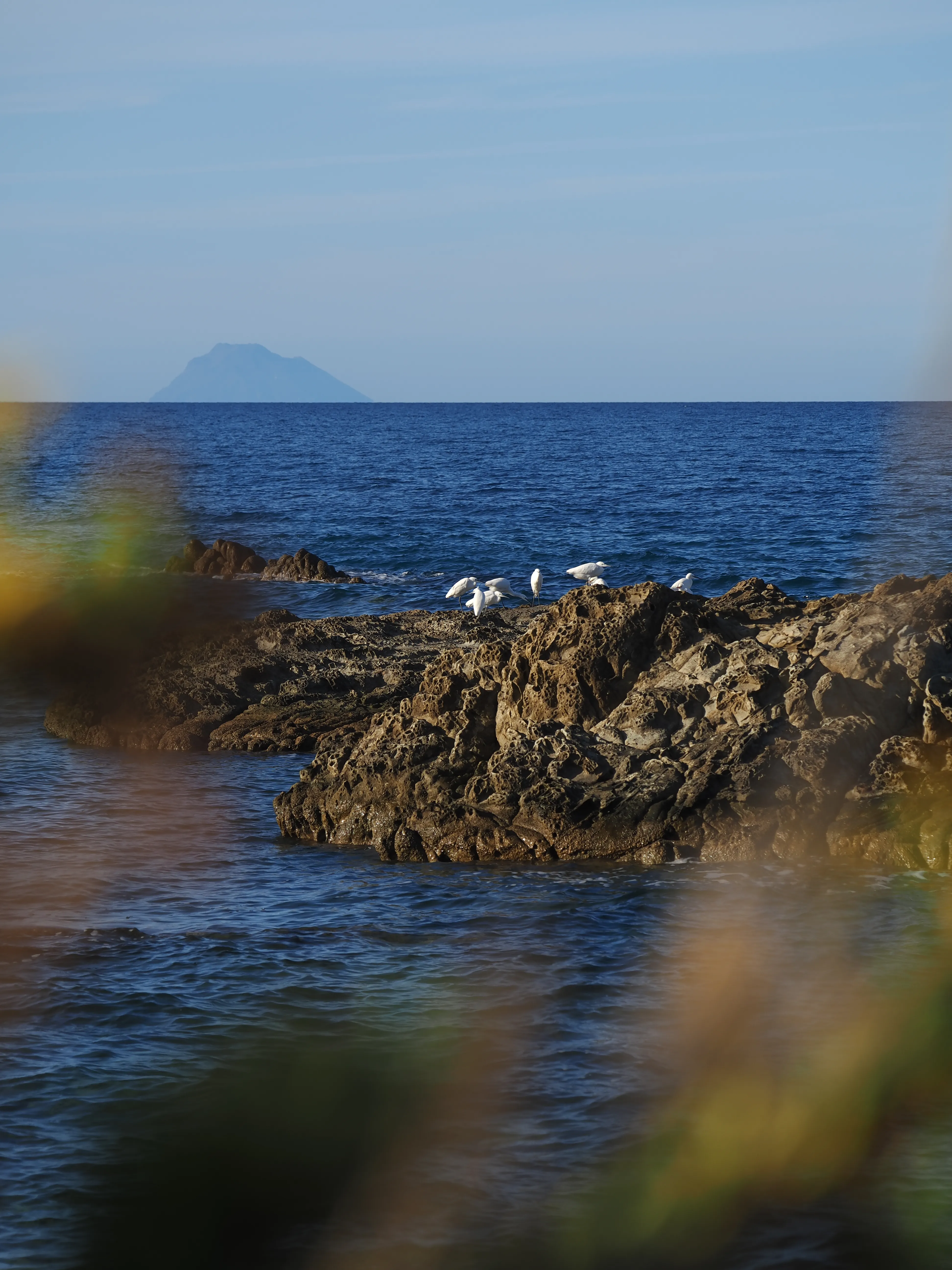 Egretta Garzetta sugli scogli di Caronia