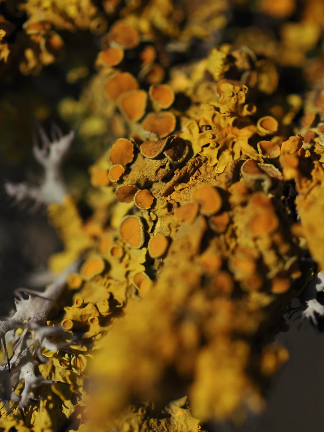 Licheni, peculiare bellezza