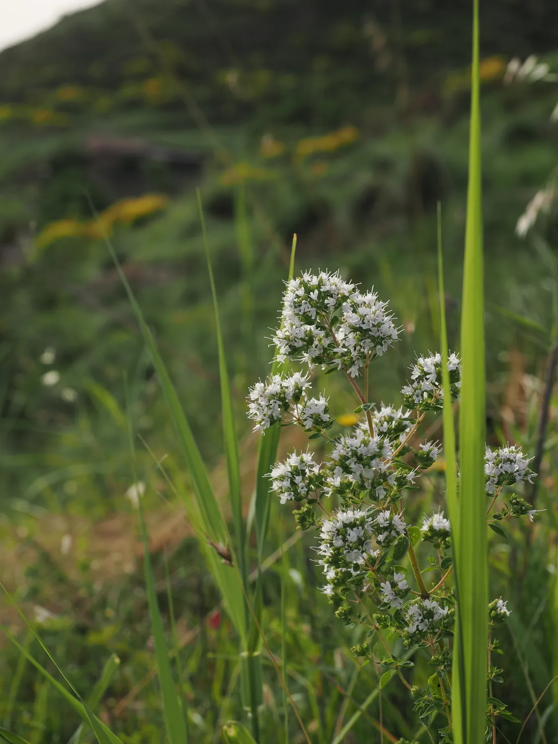 OROS GANOS | Splendore della montagna