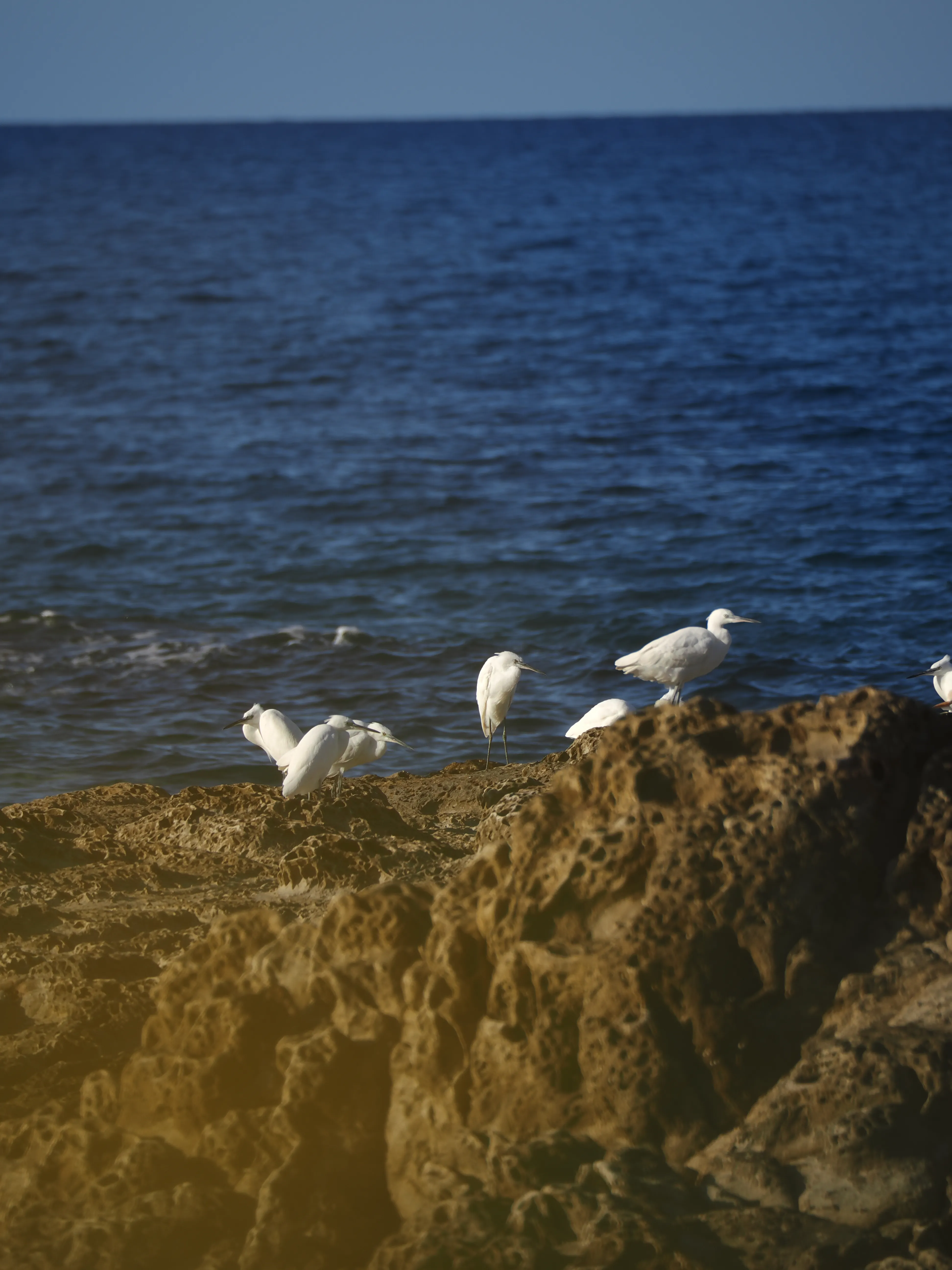 Egretta Garzetta sugli scogli di Caronia