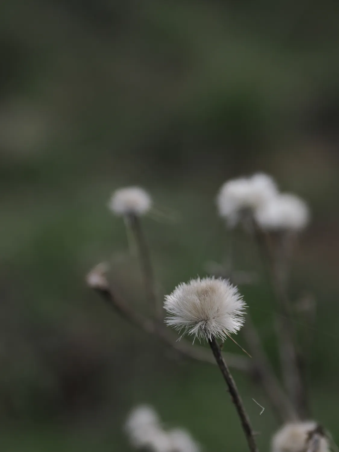 La Pampa di Tagghjavia