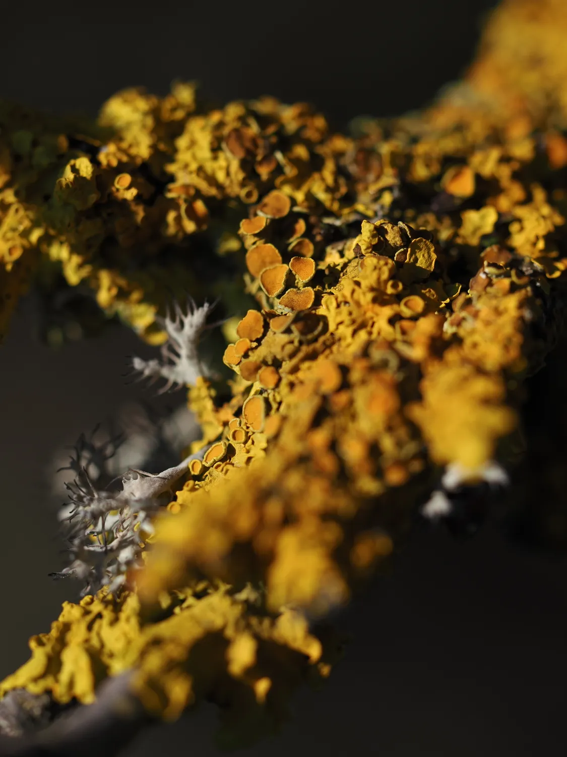 Licheni, peculiare bellezza