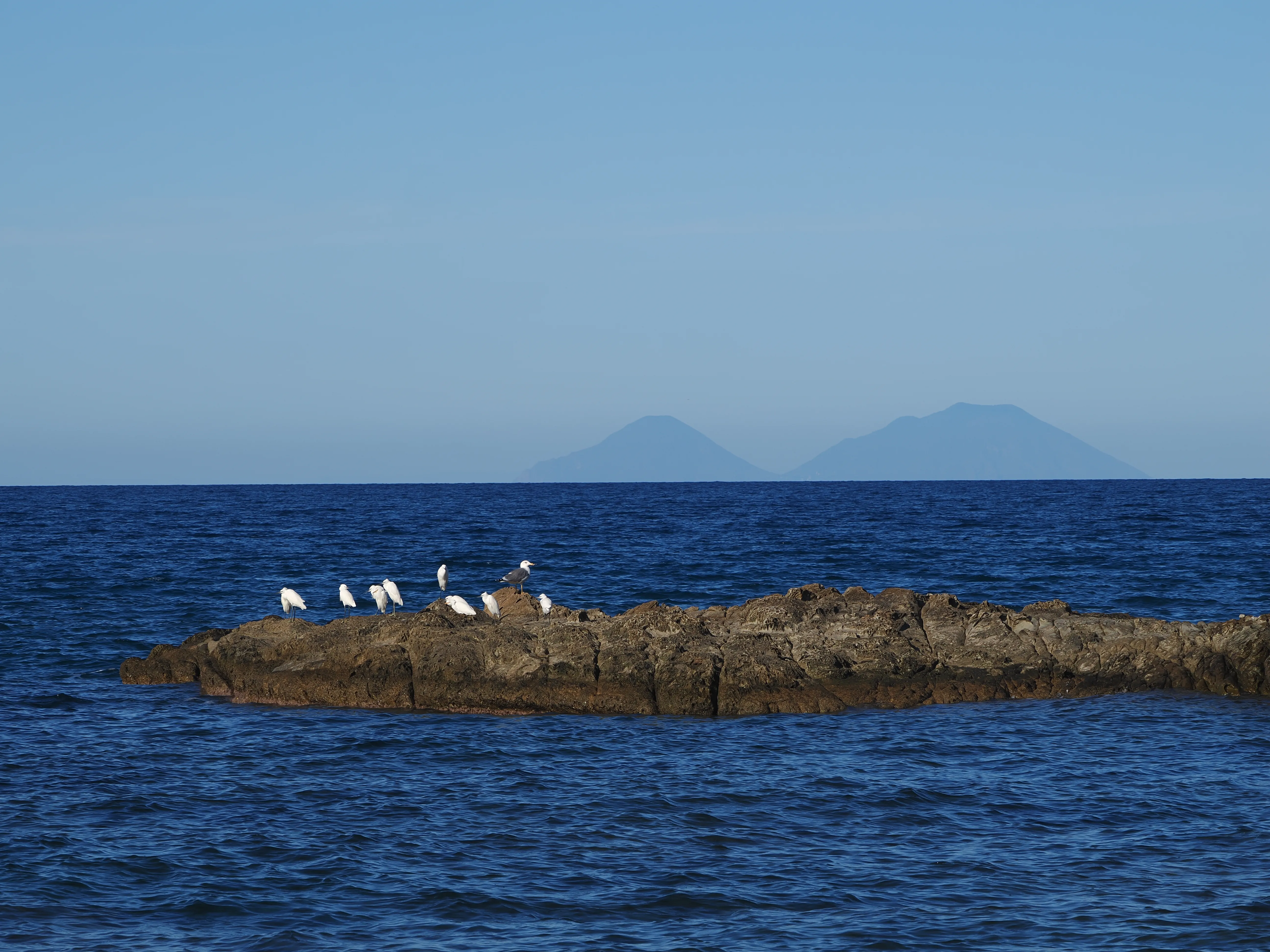 Egretta Garzetta sugli scogli di Caronia