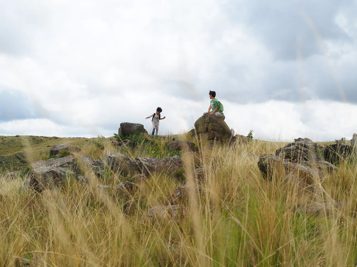 Taruca Pampa | Sierra de Córdoba, Argentina