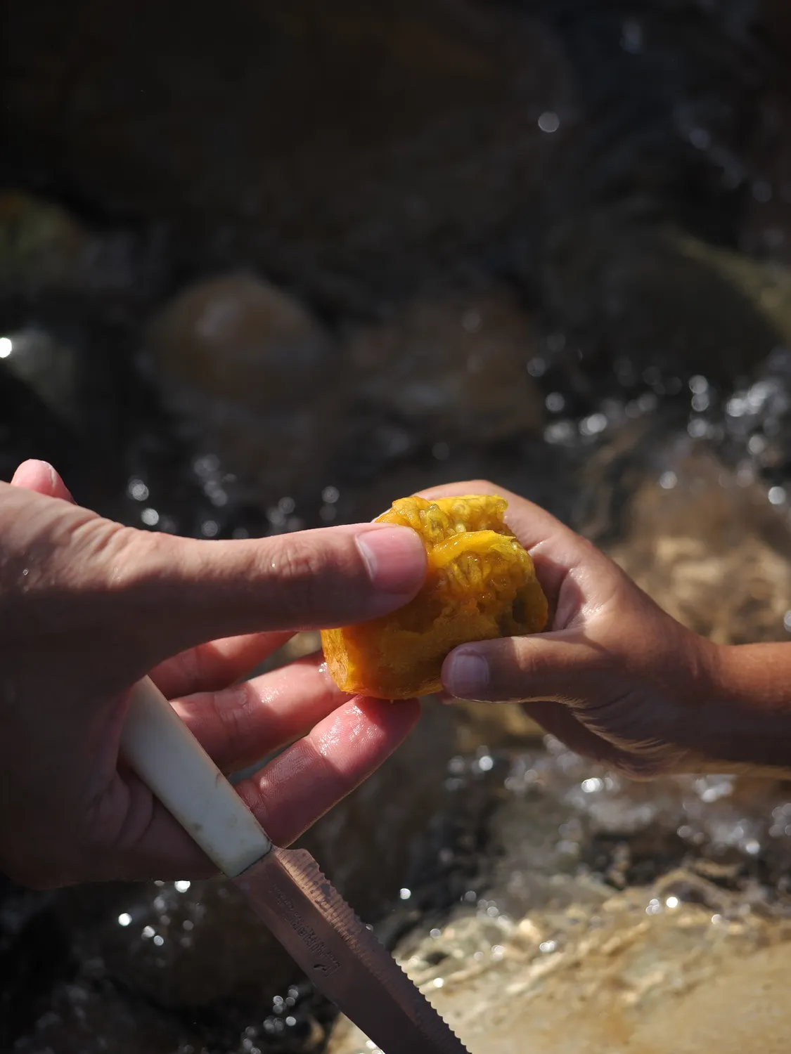 Fichi d'india al mare