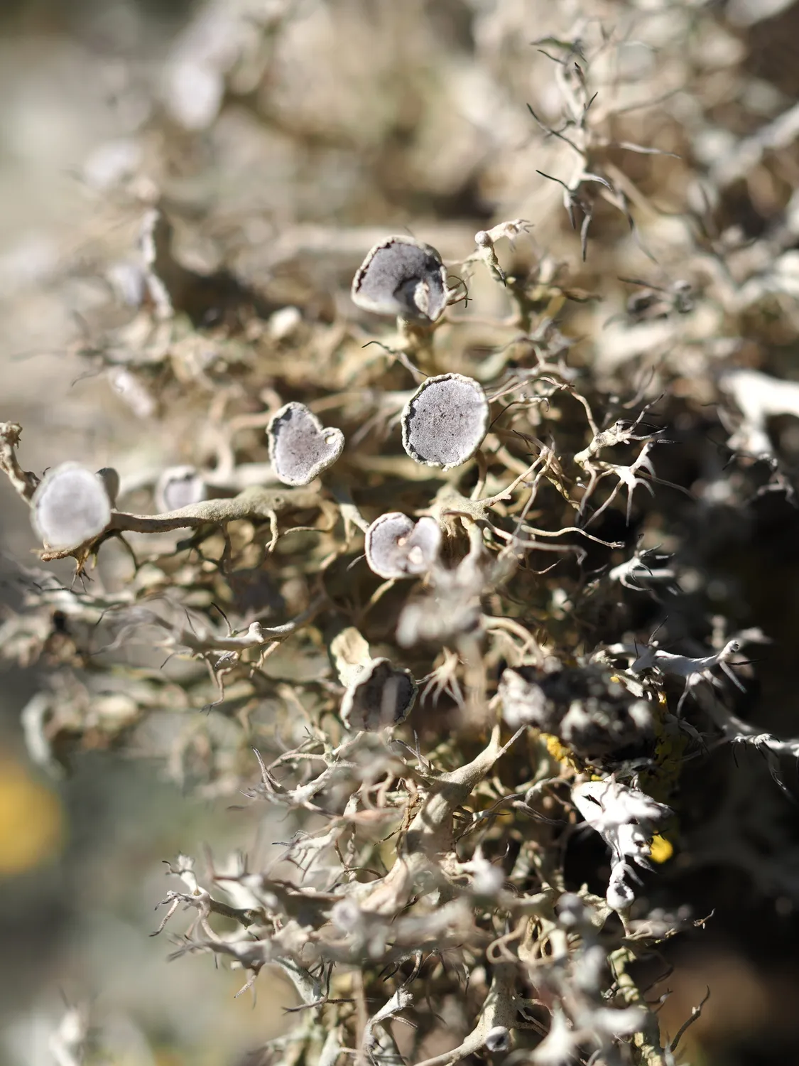 Licheni, peculiare bellezza