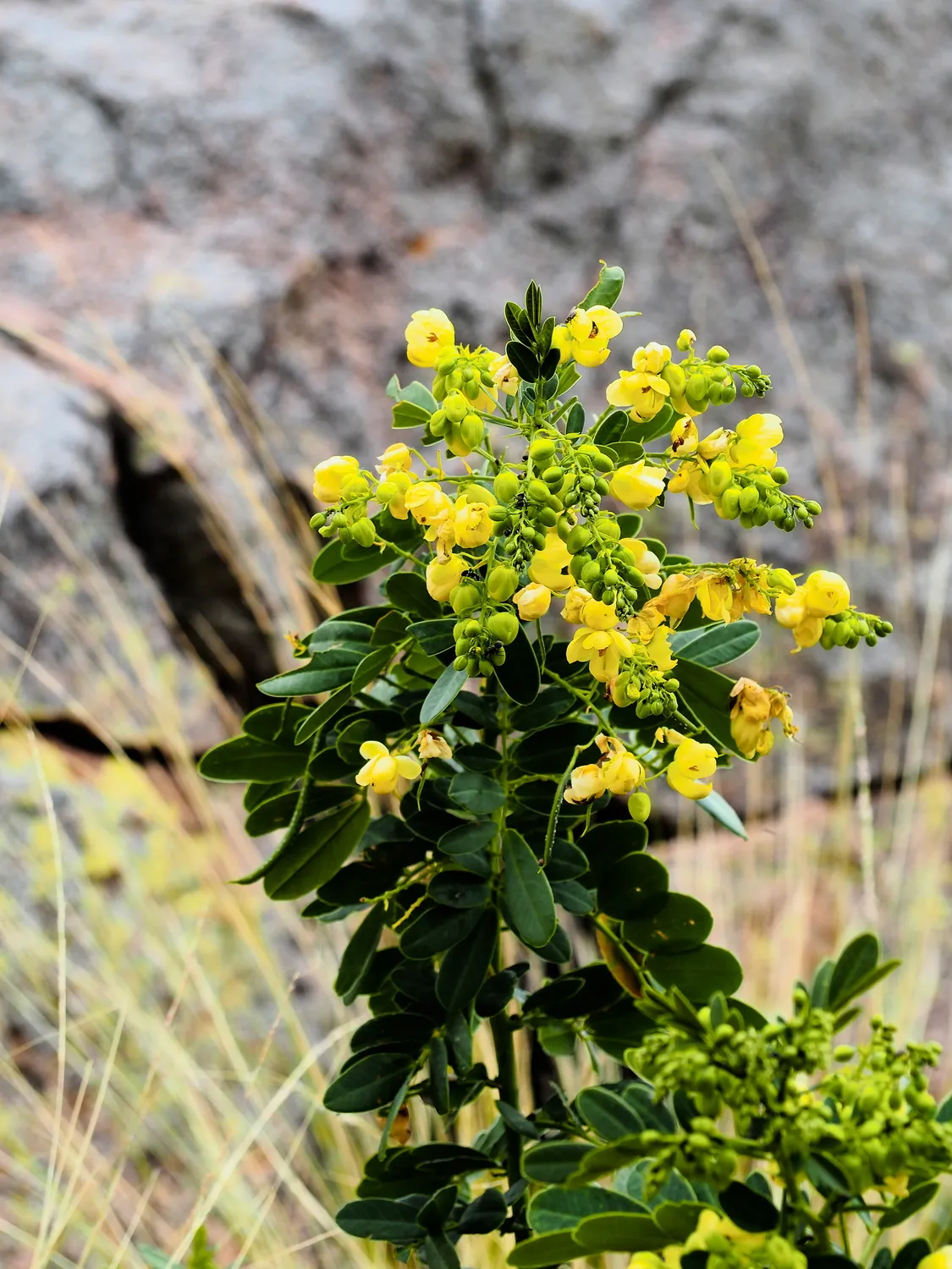 Taruca Pampa | Sierra de Córdoba, Argentina