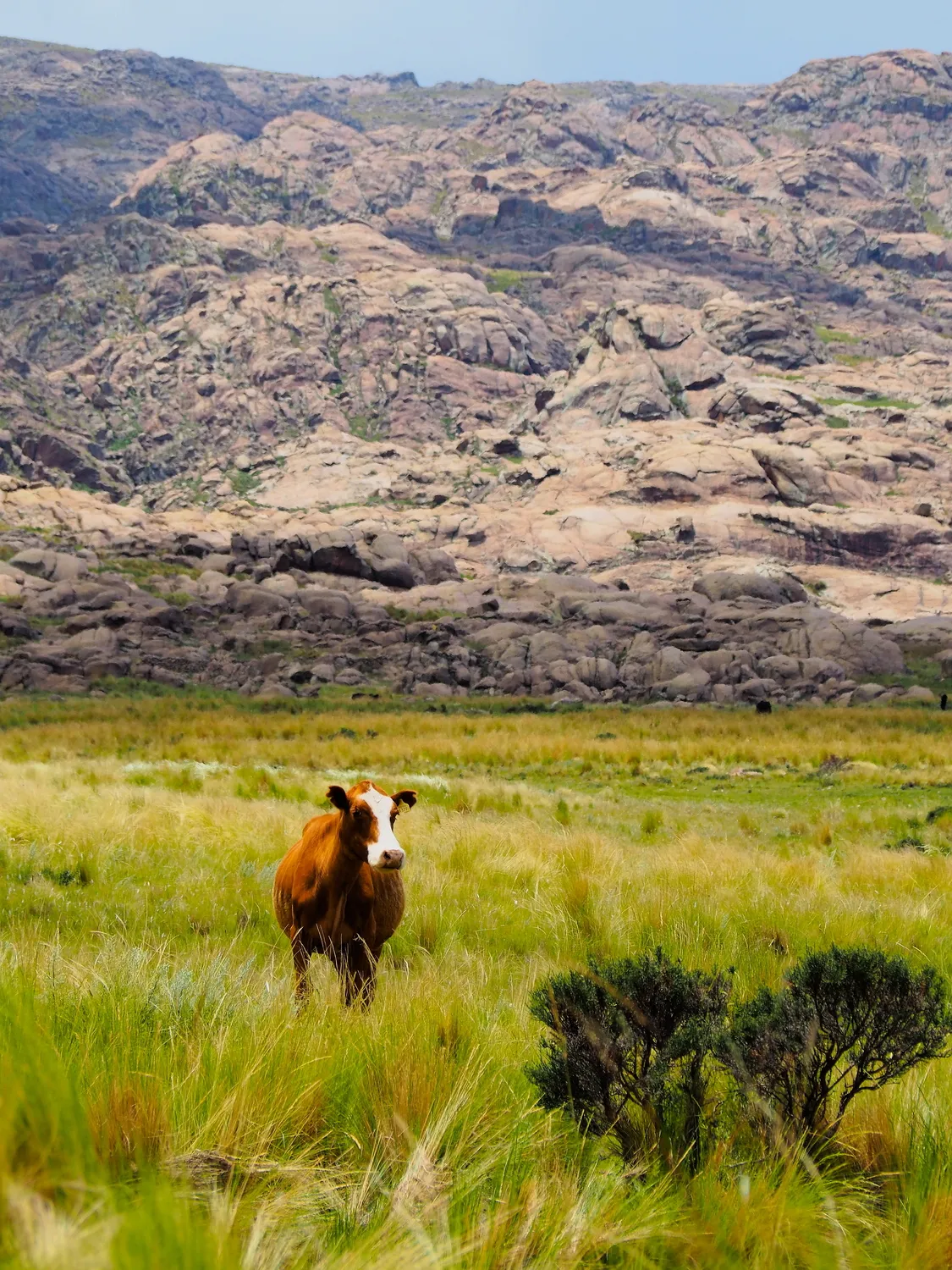 Taruca Pampa | Sierra de Córdoba, Argentina