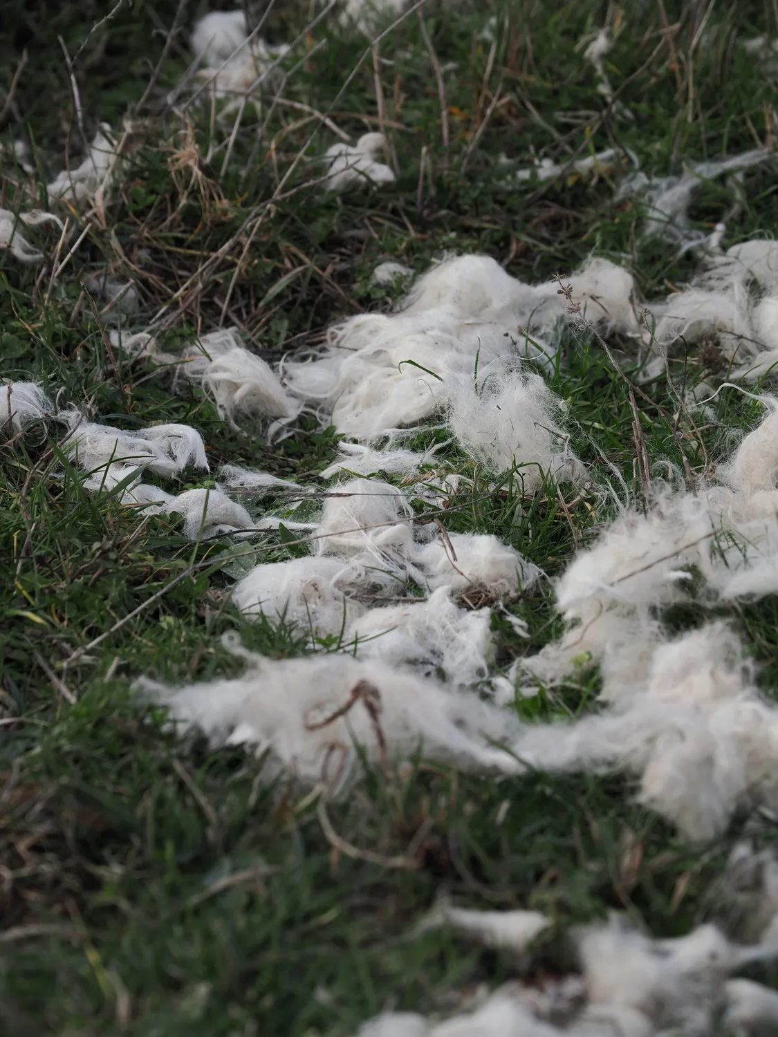 La Pampa di Tagghjavia