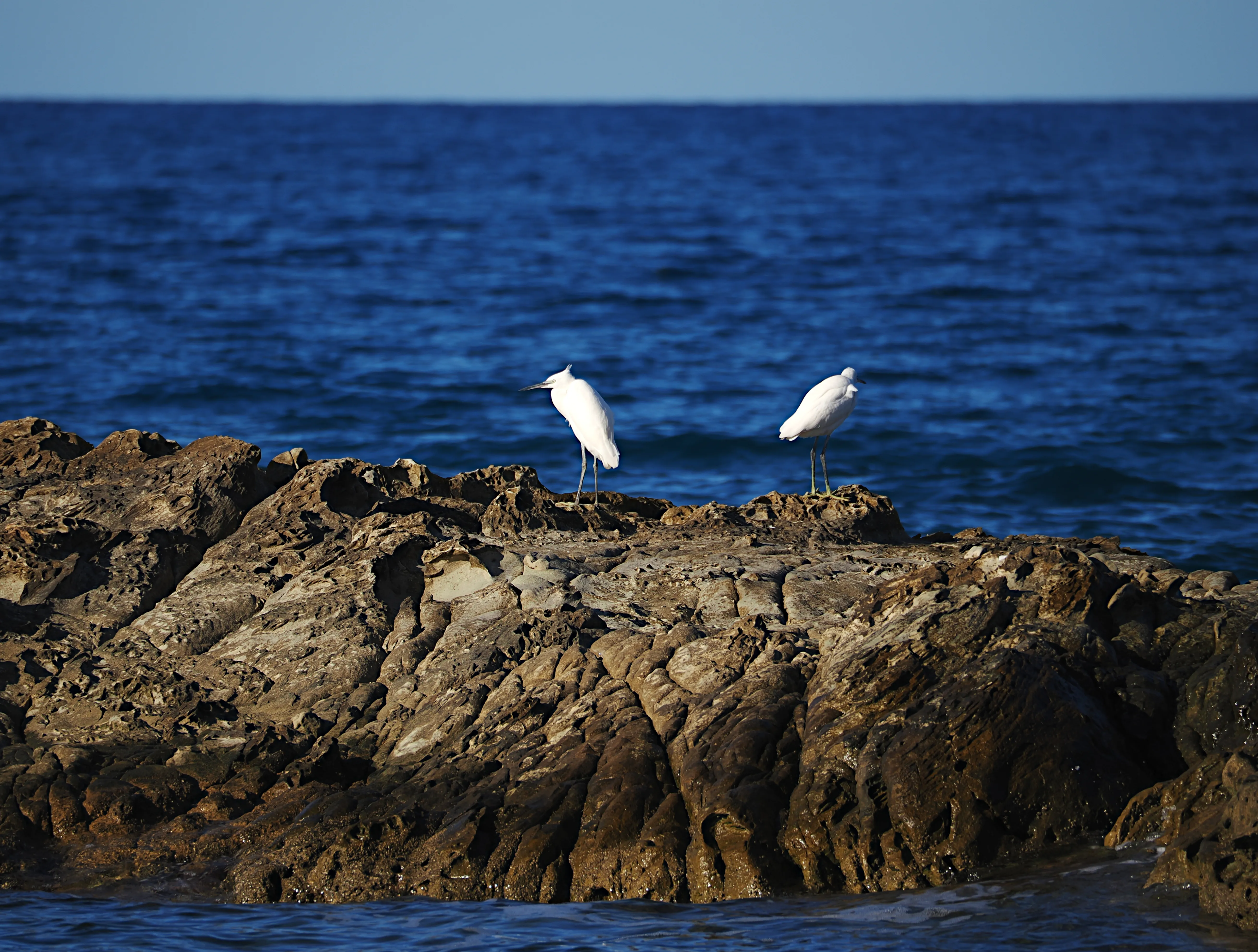 Egretta Garzetta sugli scogli di Caronia