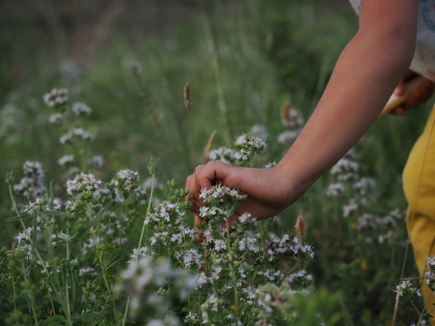 OROS GANOS | Splendore della montagna