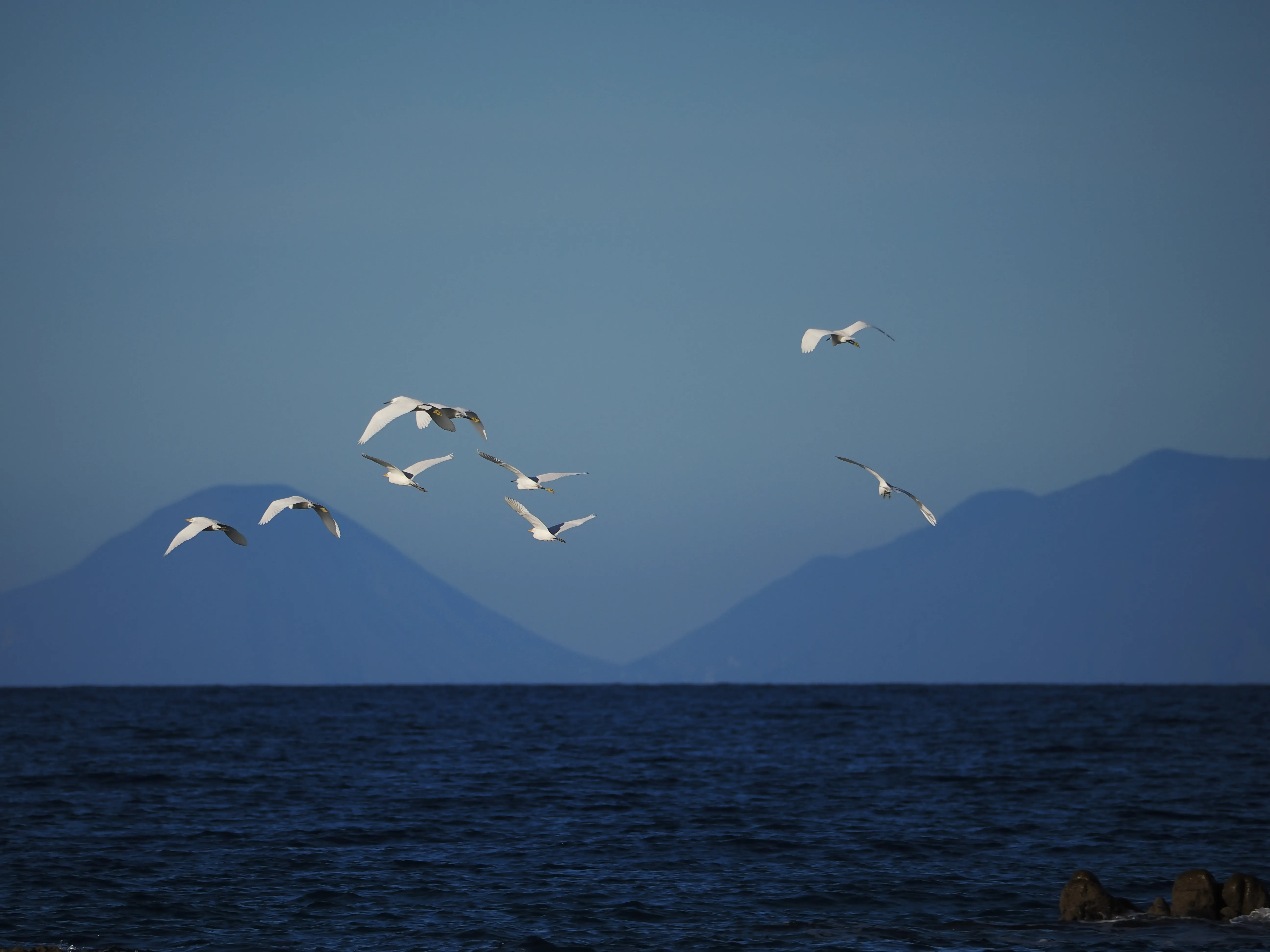 Egretta Garzetta sugli scogli di Caronia