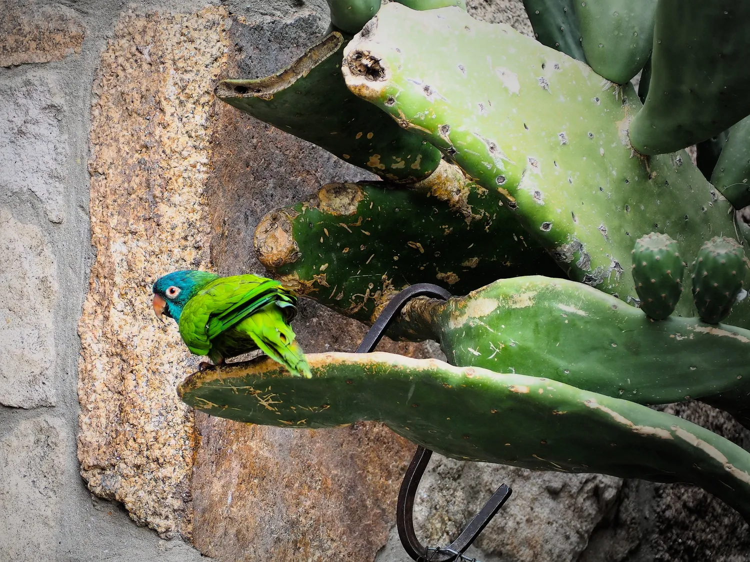 Taruca Pampa | Sierra de Córdoba, Argentina