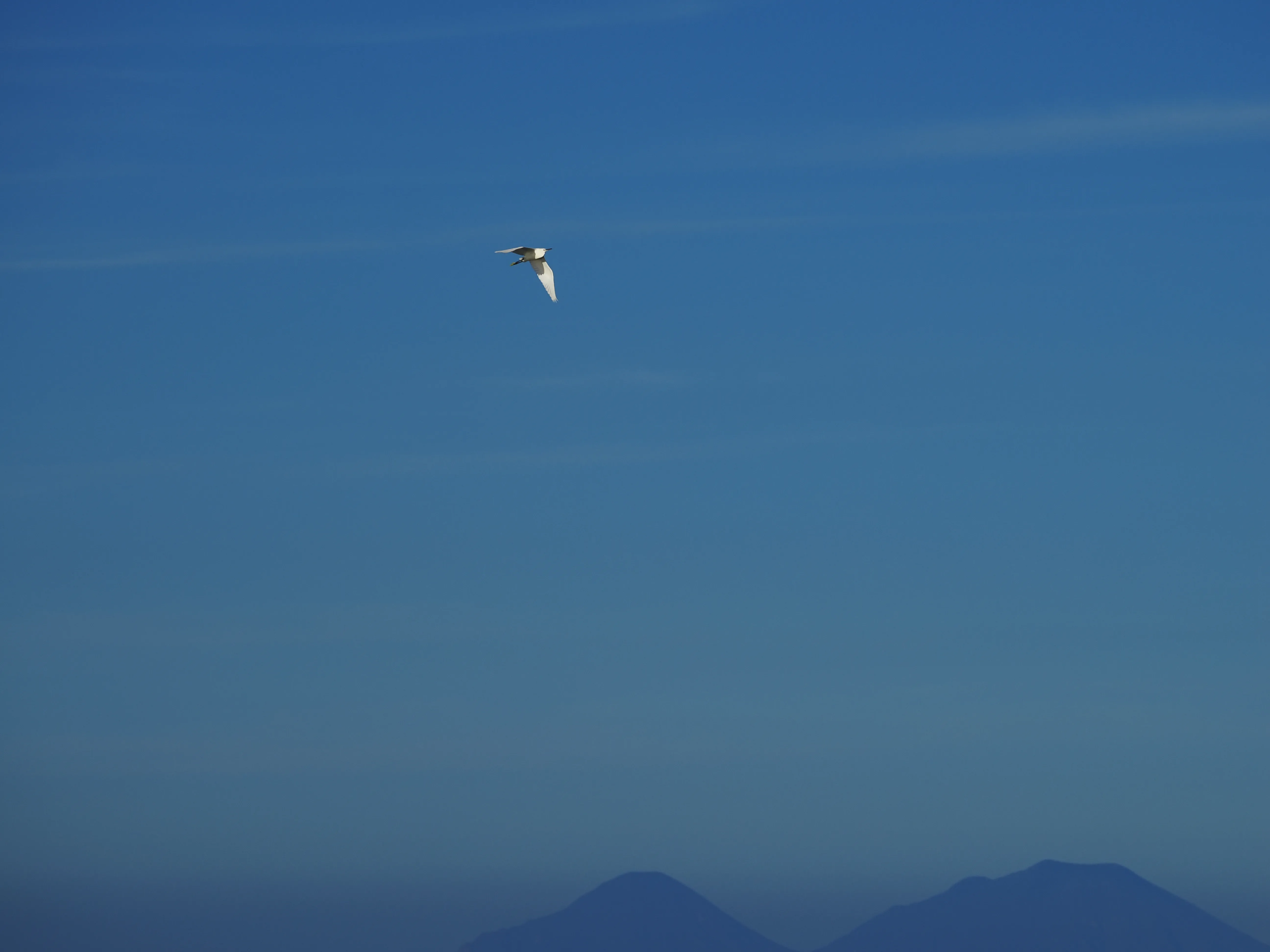 Egretta Garzetta sugli scogli di Caronia