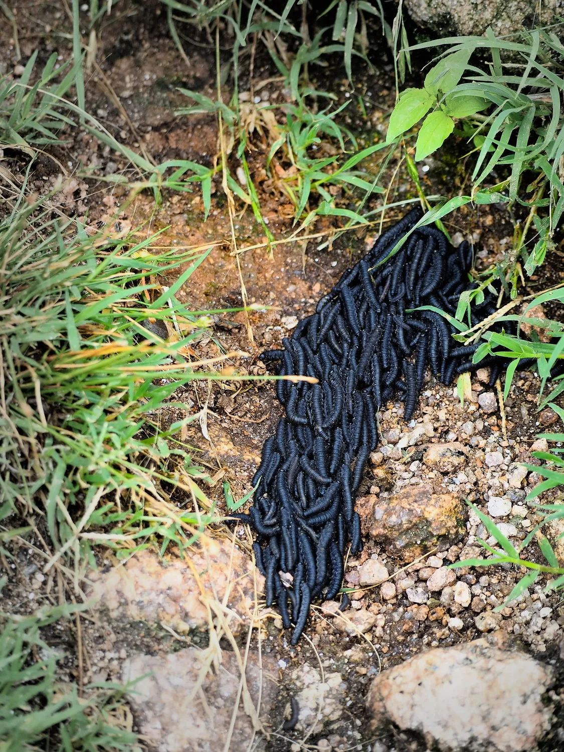 Taruca Pampa | Sierra de Córdoba, Argentina