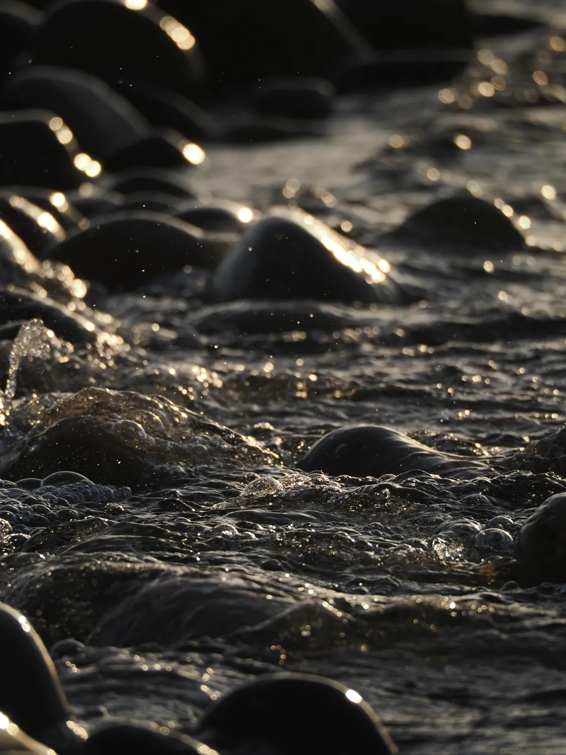 Fichi d'india al mare