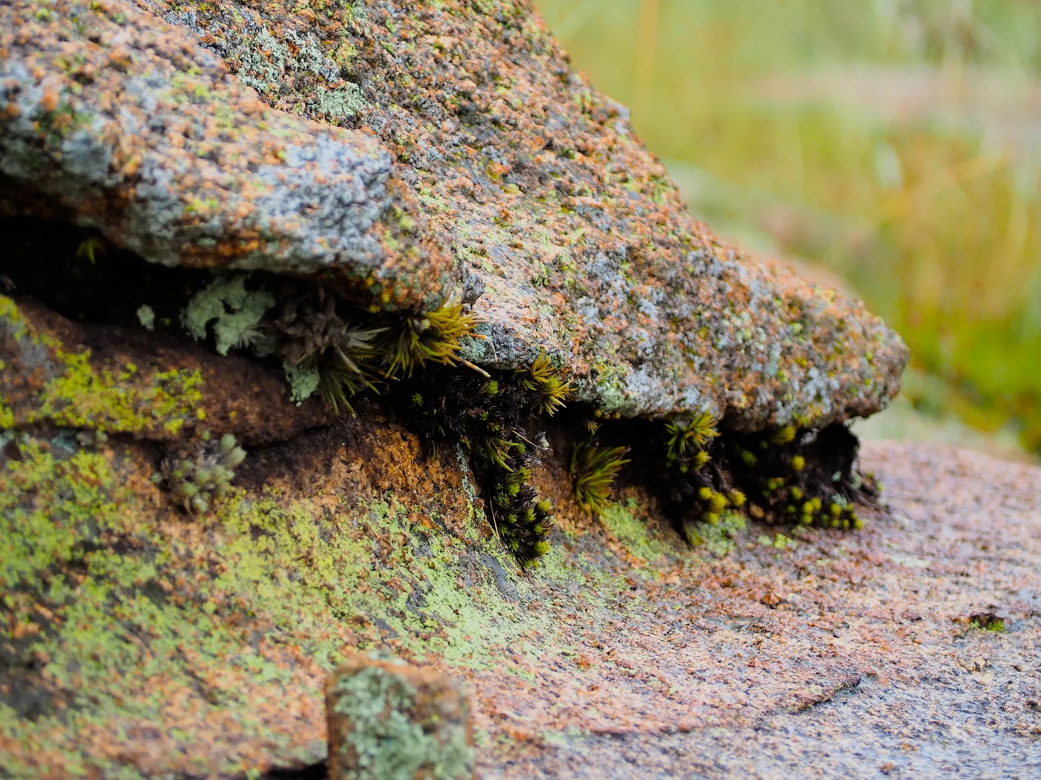 Taruca Pampa | Sierra de Córdoba, Argentina