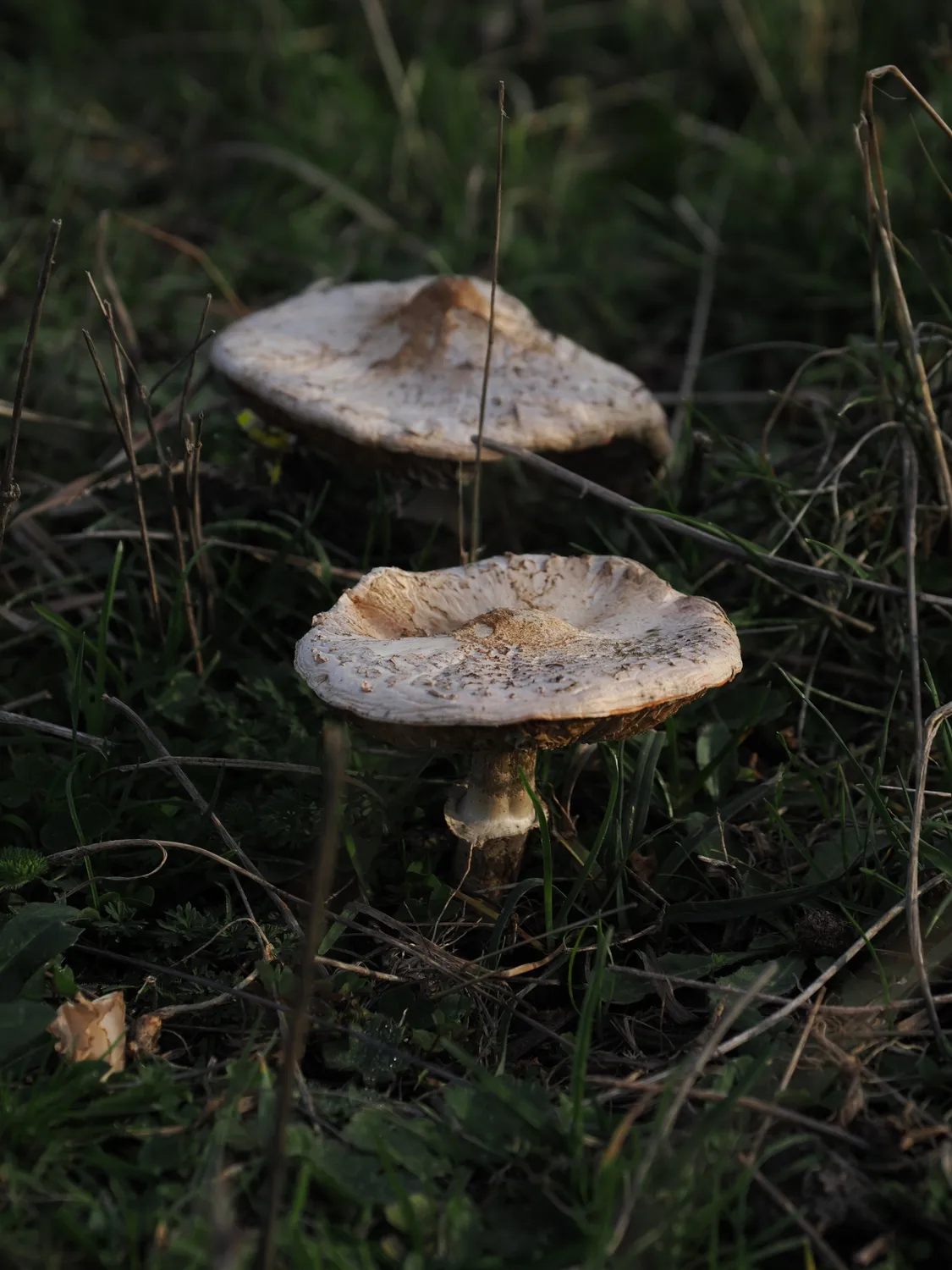 La Pampa di Tagghjavia