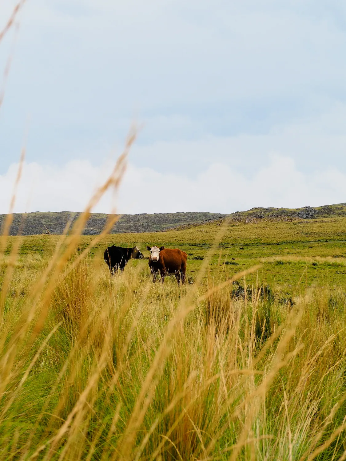 Taruca Pampa | Sierra de Córdoba, Argentina