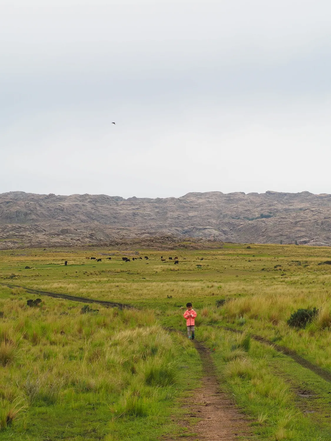 Taruca Pampa | Sierra de Córdoba, Argentina
