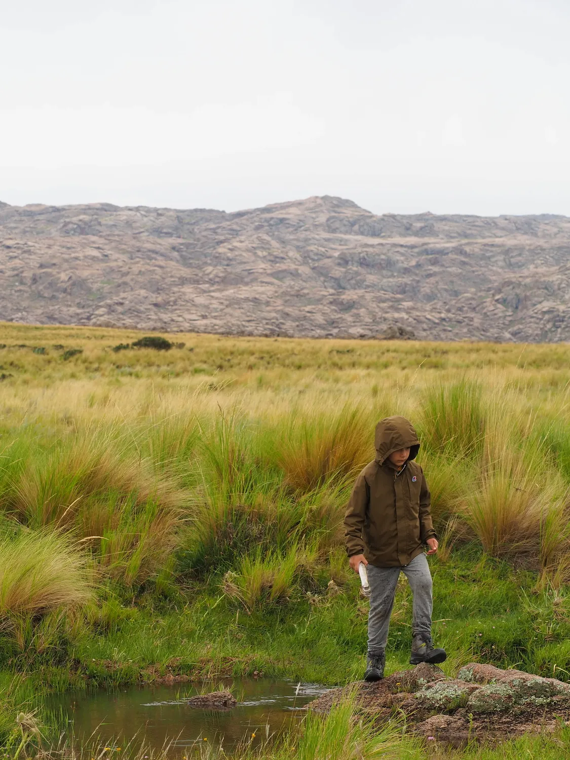 Taruca Pampa | Sierra de Córdoba, Argentina