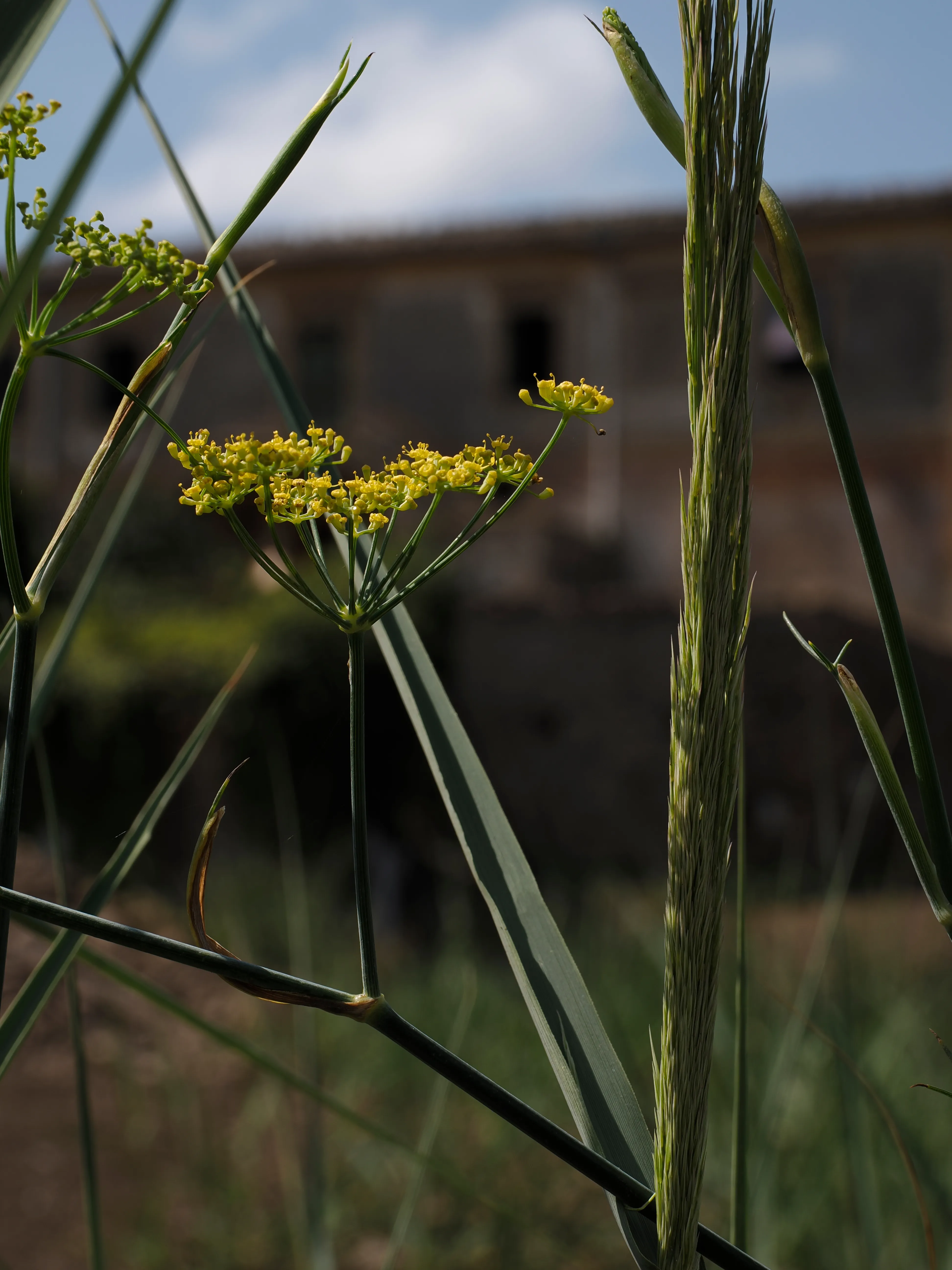 Régis Baudy. Lo chef artista e la sua poetica del vegetale.