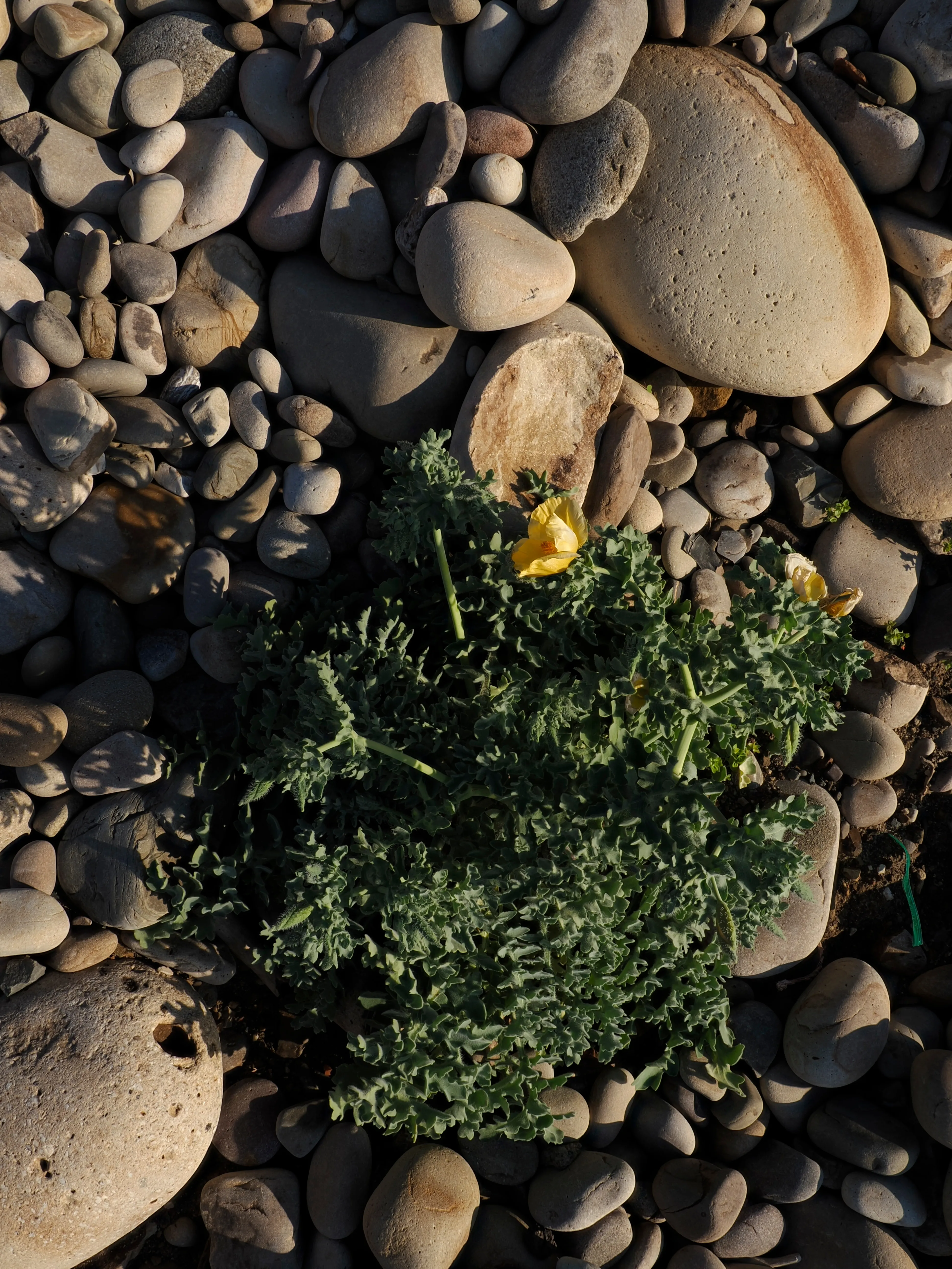 Papavero giallo. Un fiore che abita i margini