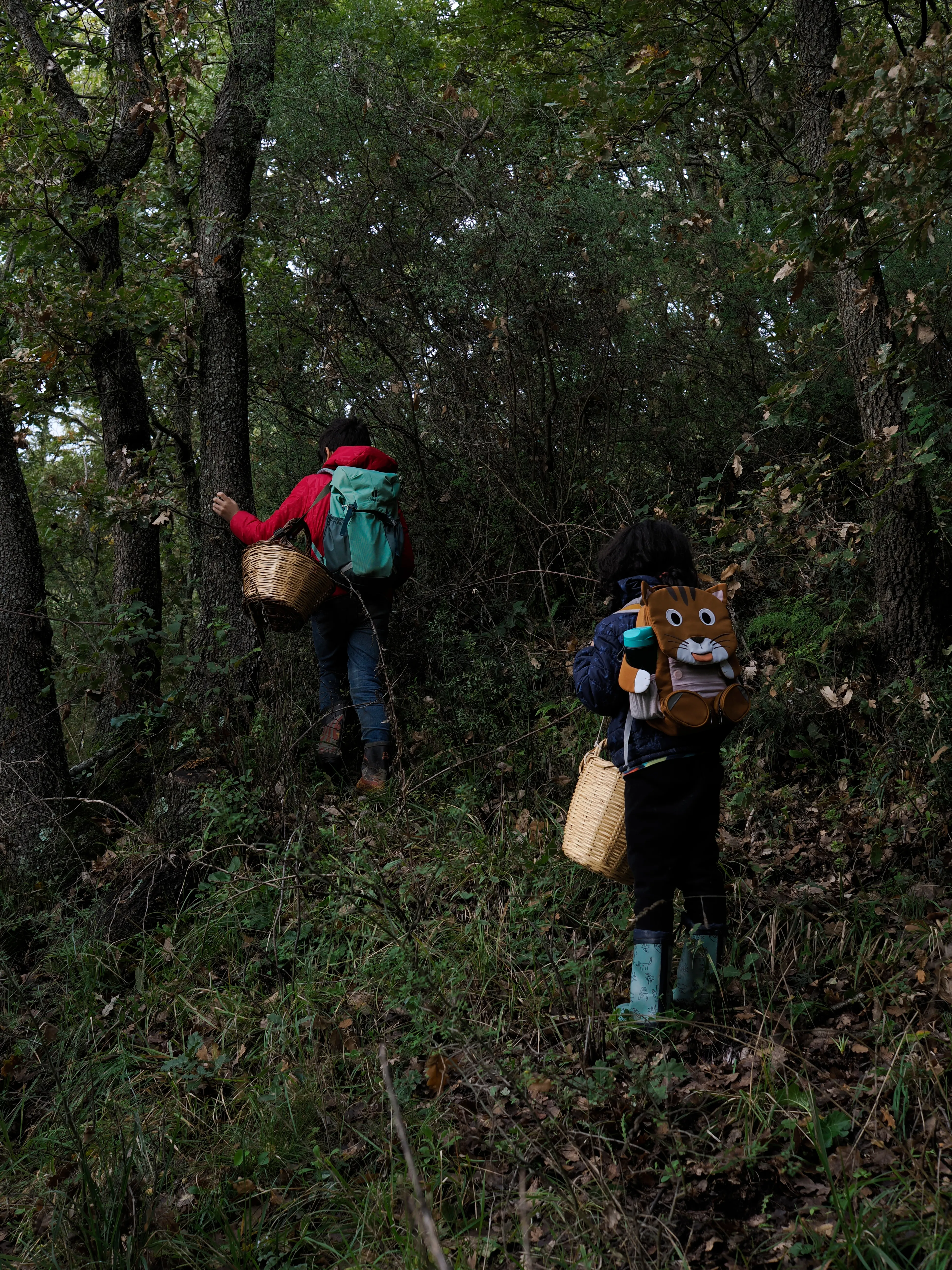 Nel bosco di cerri. La natura che insegna e cresce