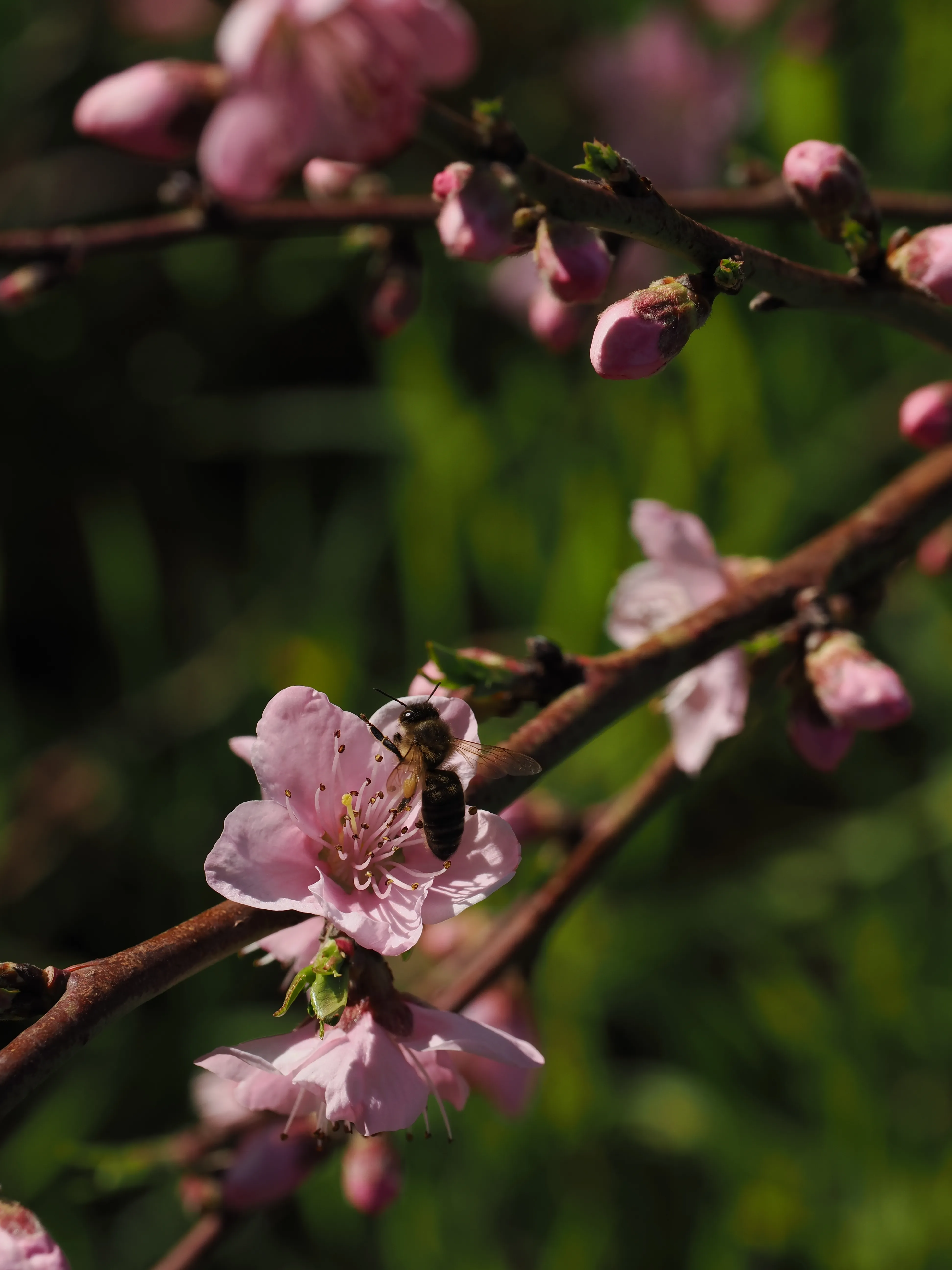 La primavera è voluttuosa