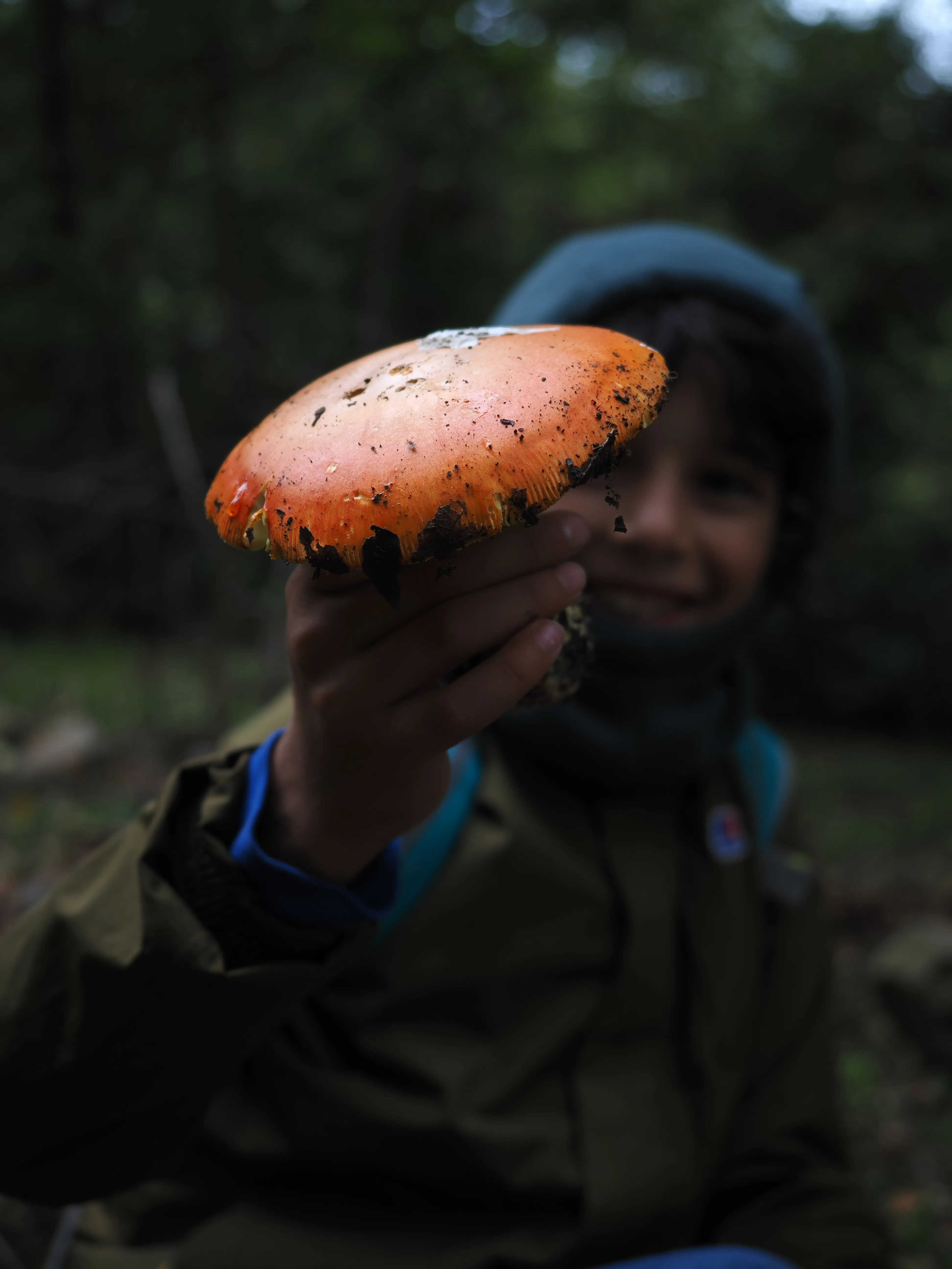 Miconauti. La gioia di esplorare il bosco