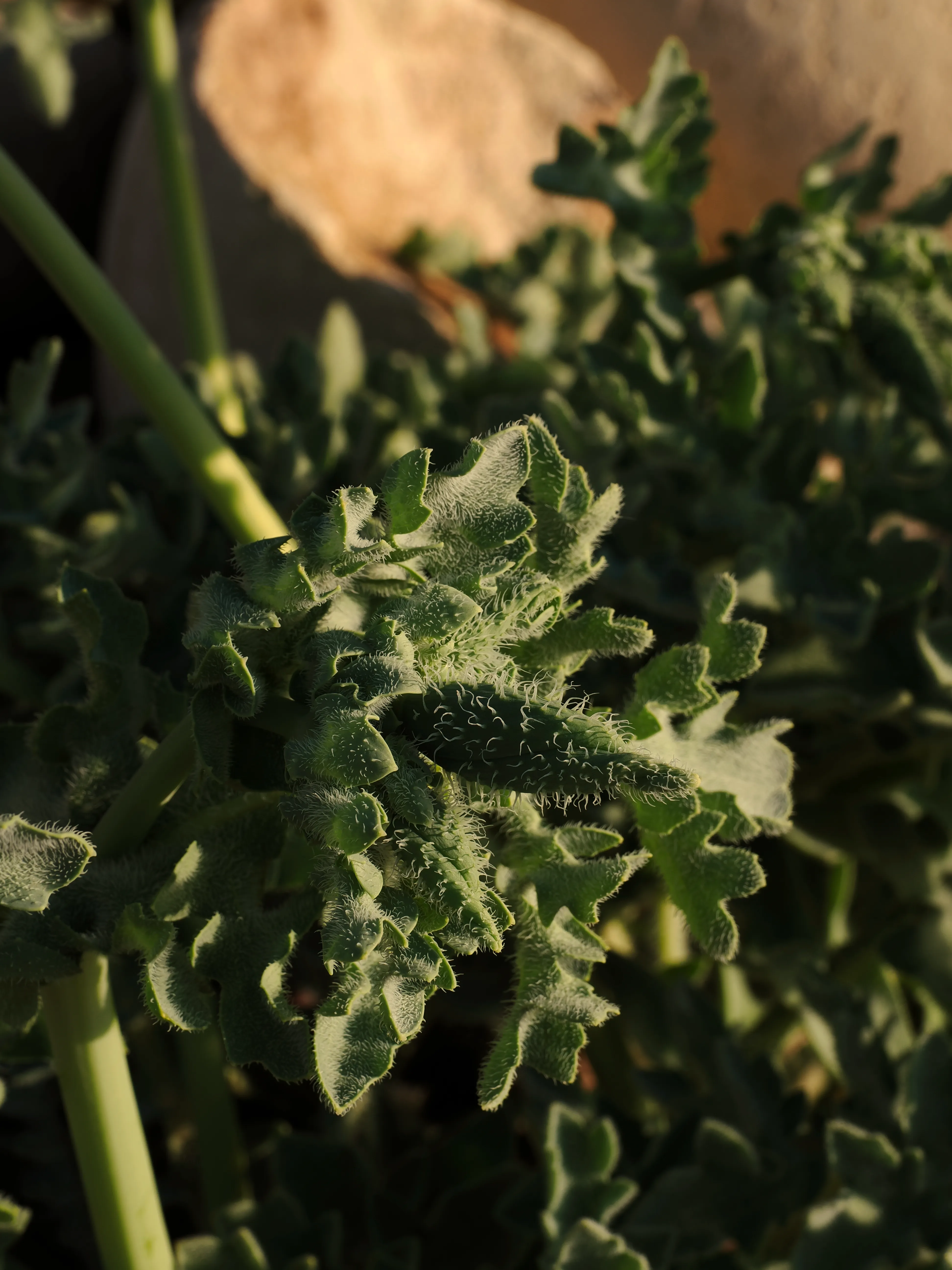 Papavero giallo. Un fiore che abita i margini