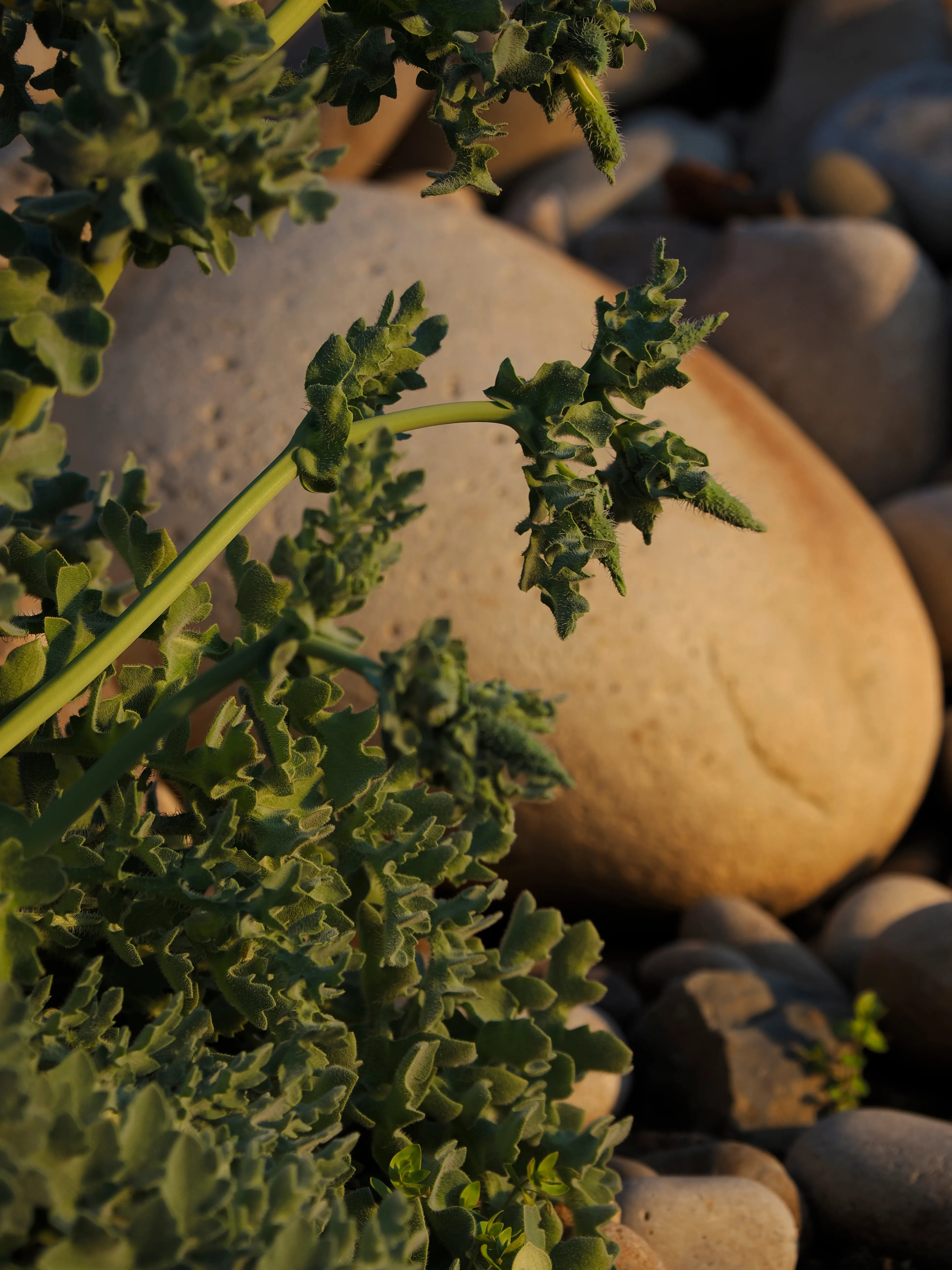 Papavero giallo. Un fiore che abita i margini