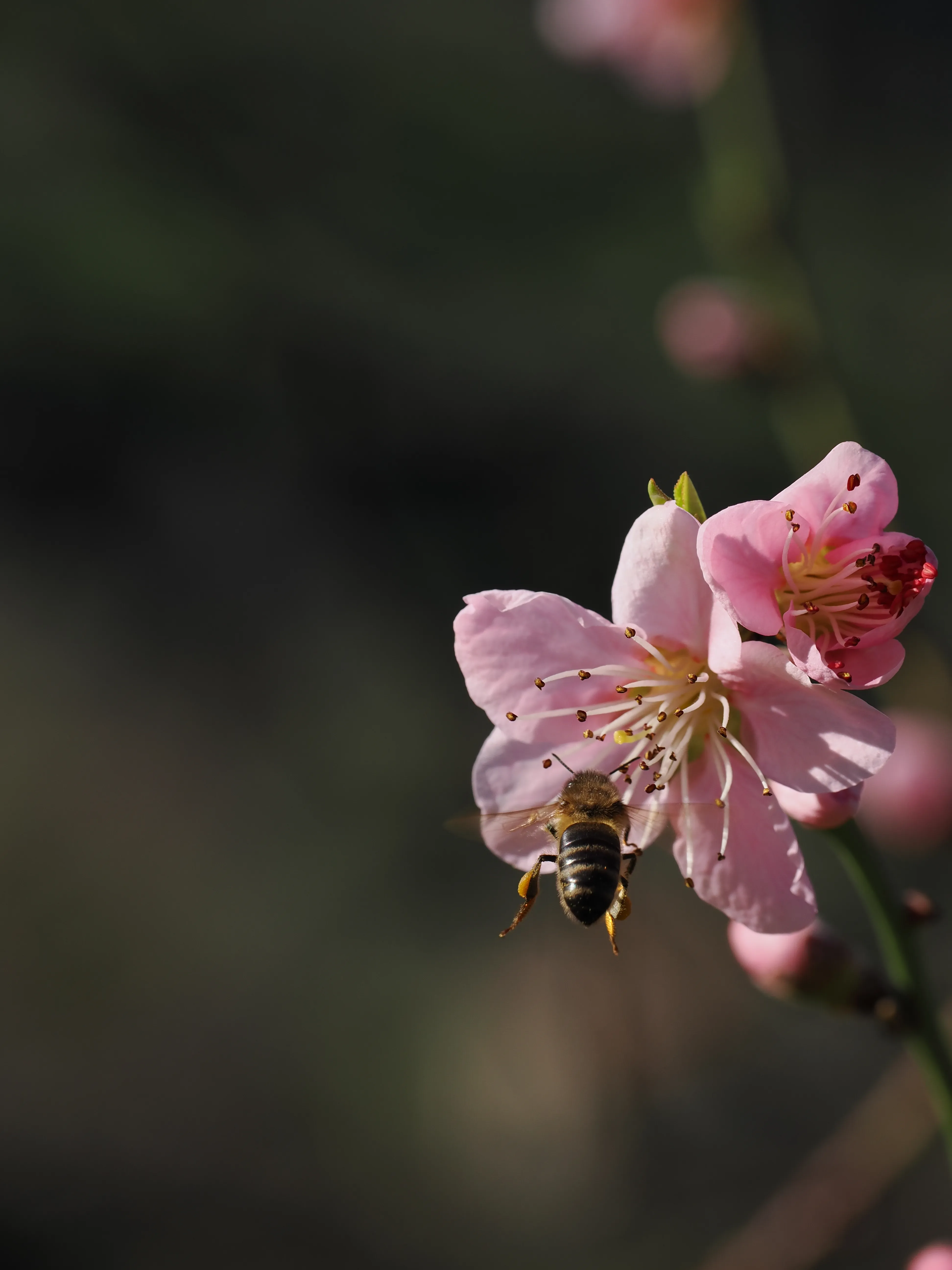La primavera è voluttuosa