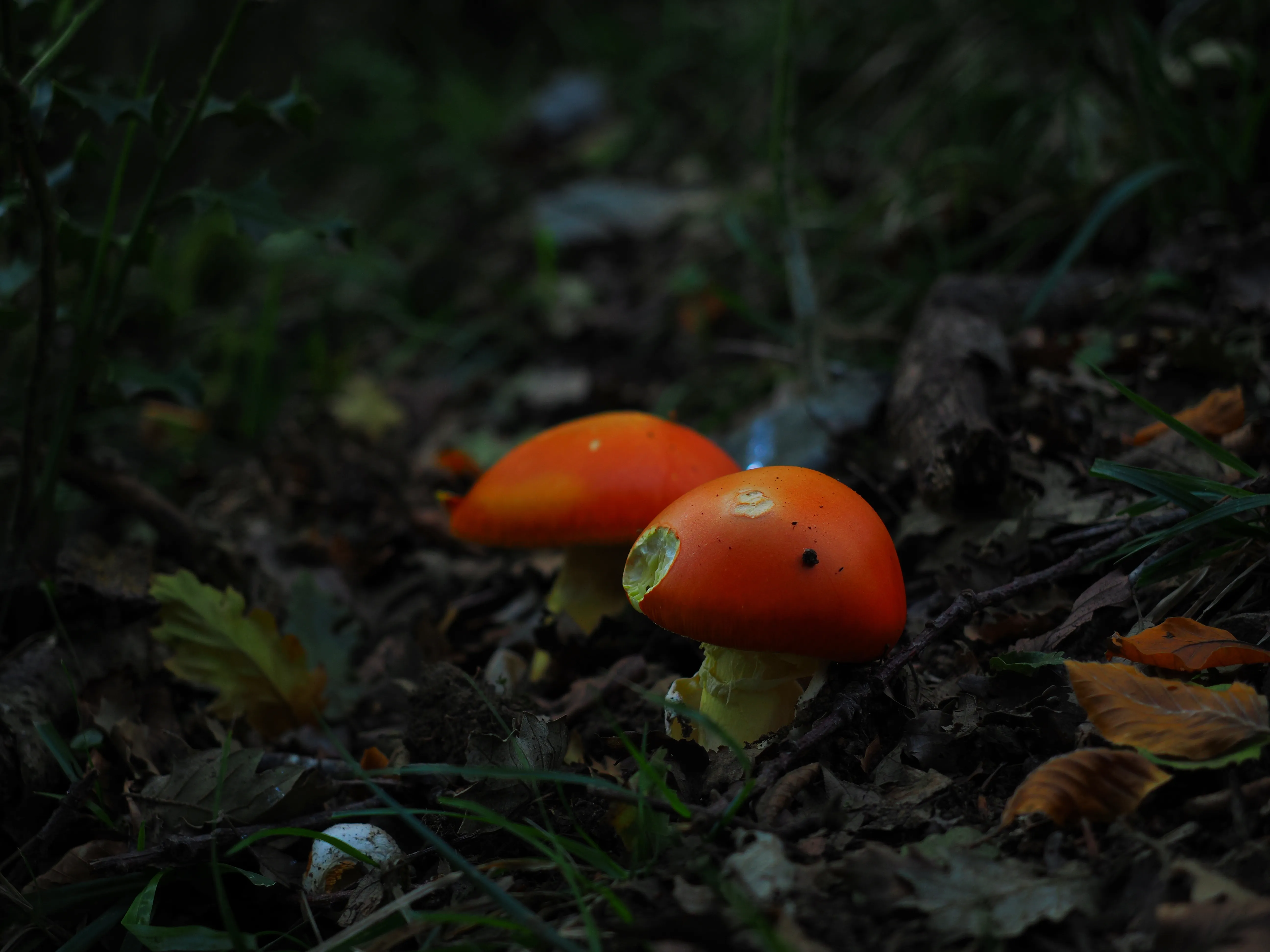 Miconauti. La gioia di esplorare il bosco