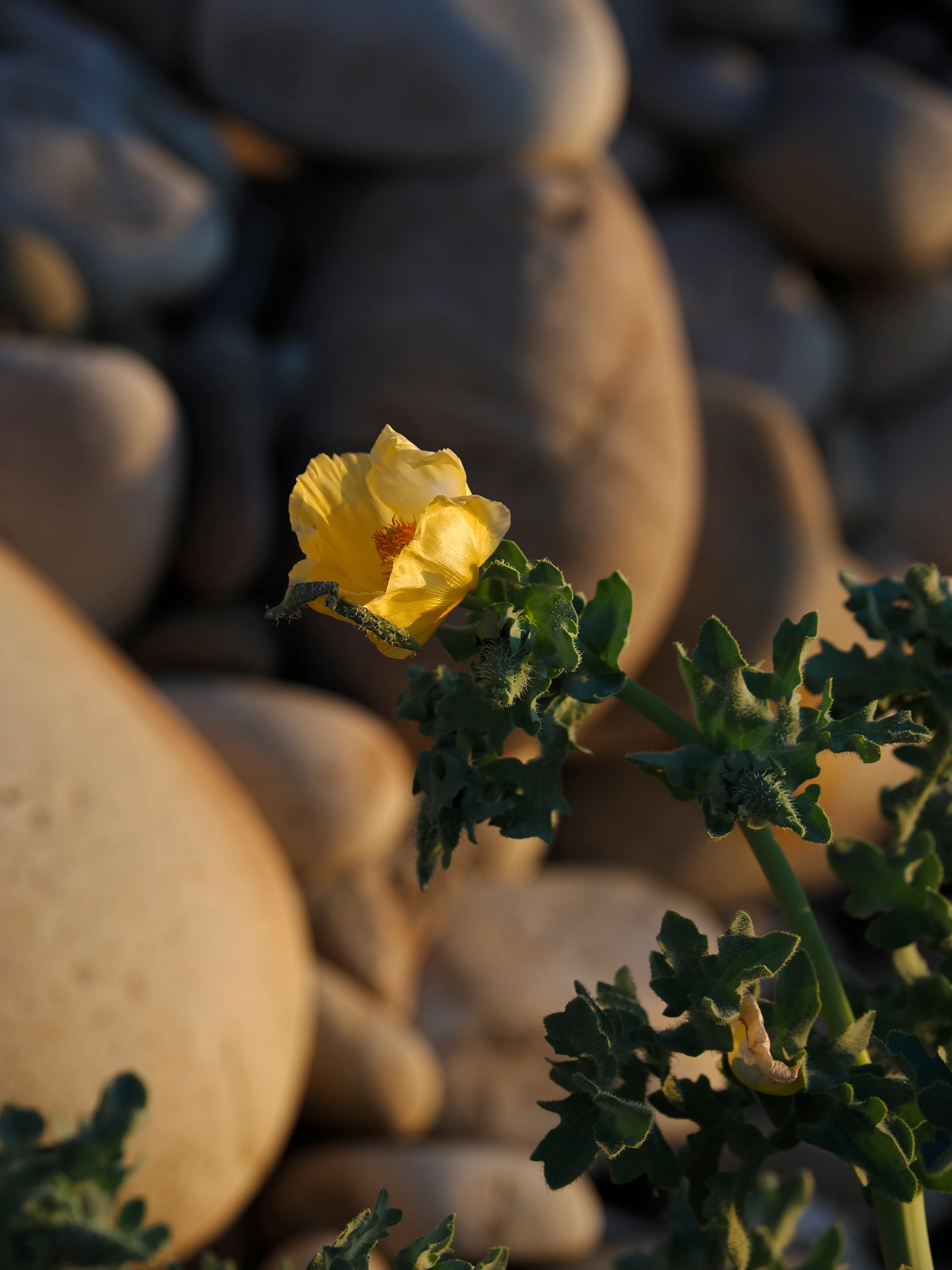 Papavero giallo. Un fiore che abita i margini