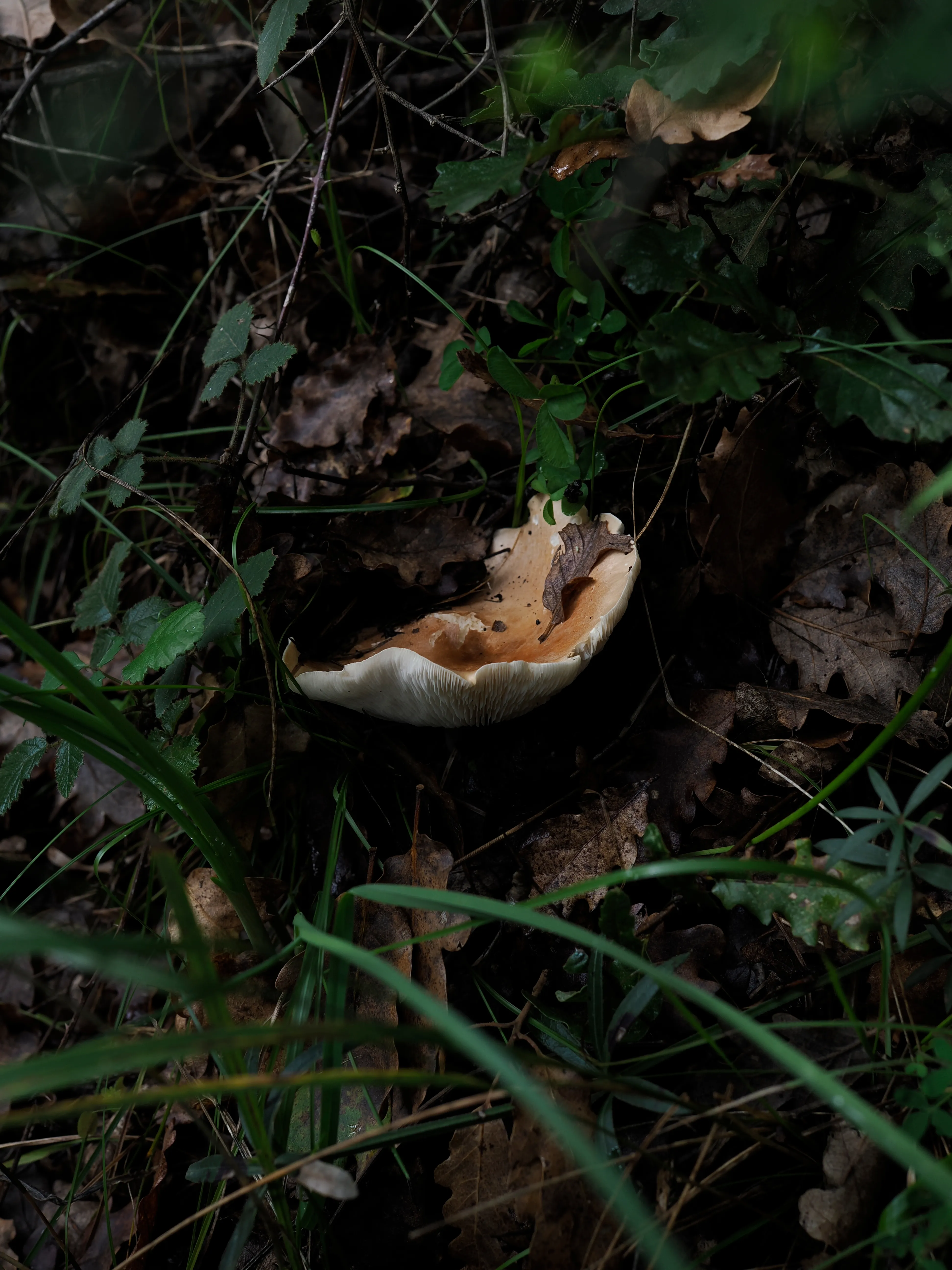 Nel bosco di cerri. La natura che insegna e cresce