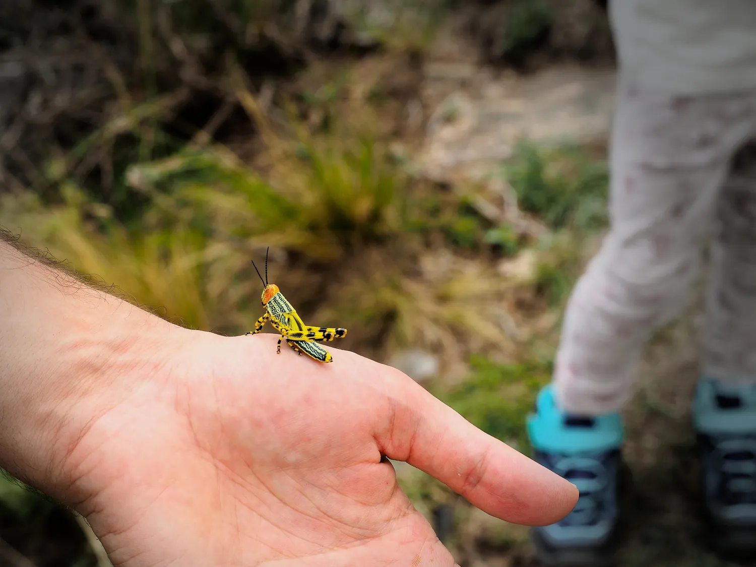 Taruca Pampa | Sierra de Córdoba, Argentina