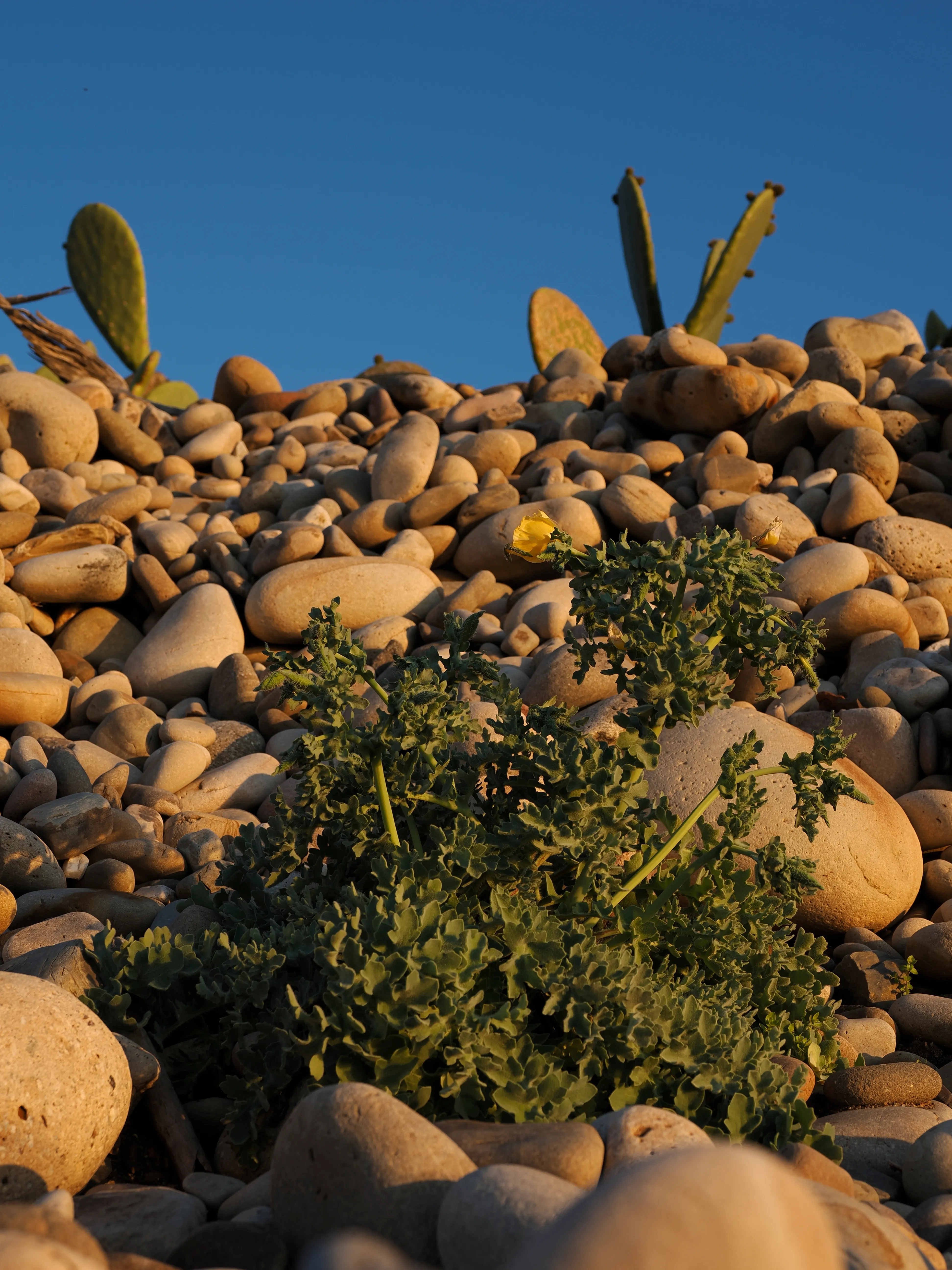 Papavero giallo. Un fiore che abita i margini