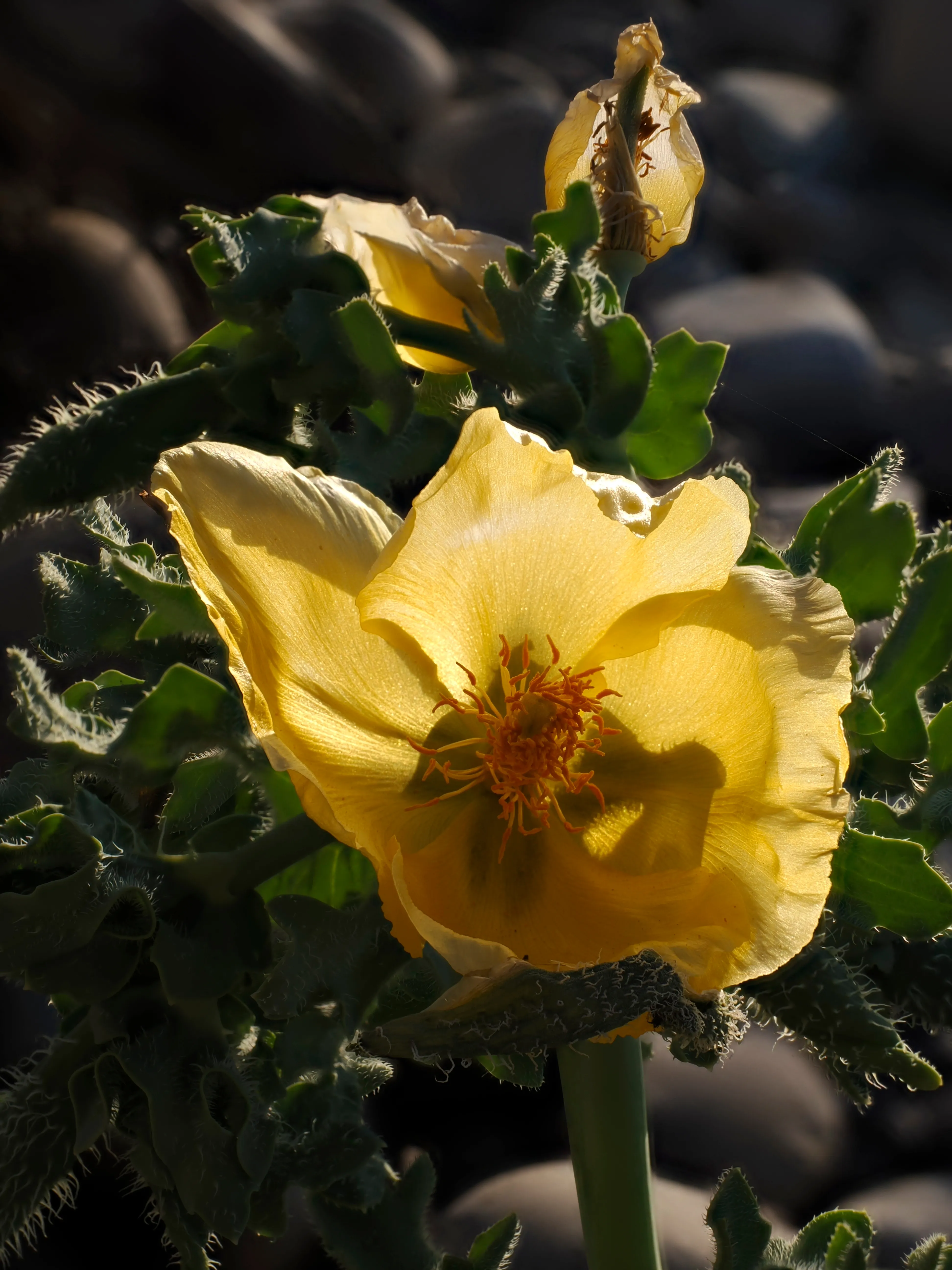 Papavero giallo. Un fiore che abita i margini