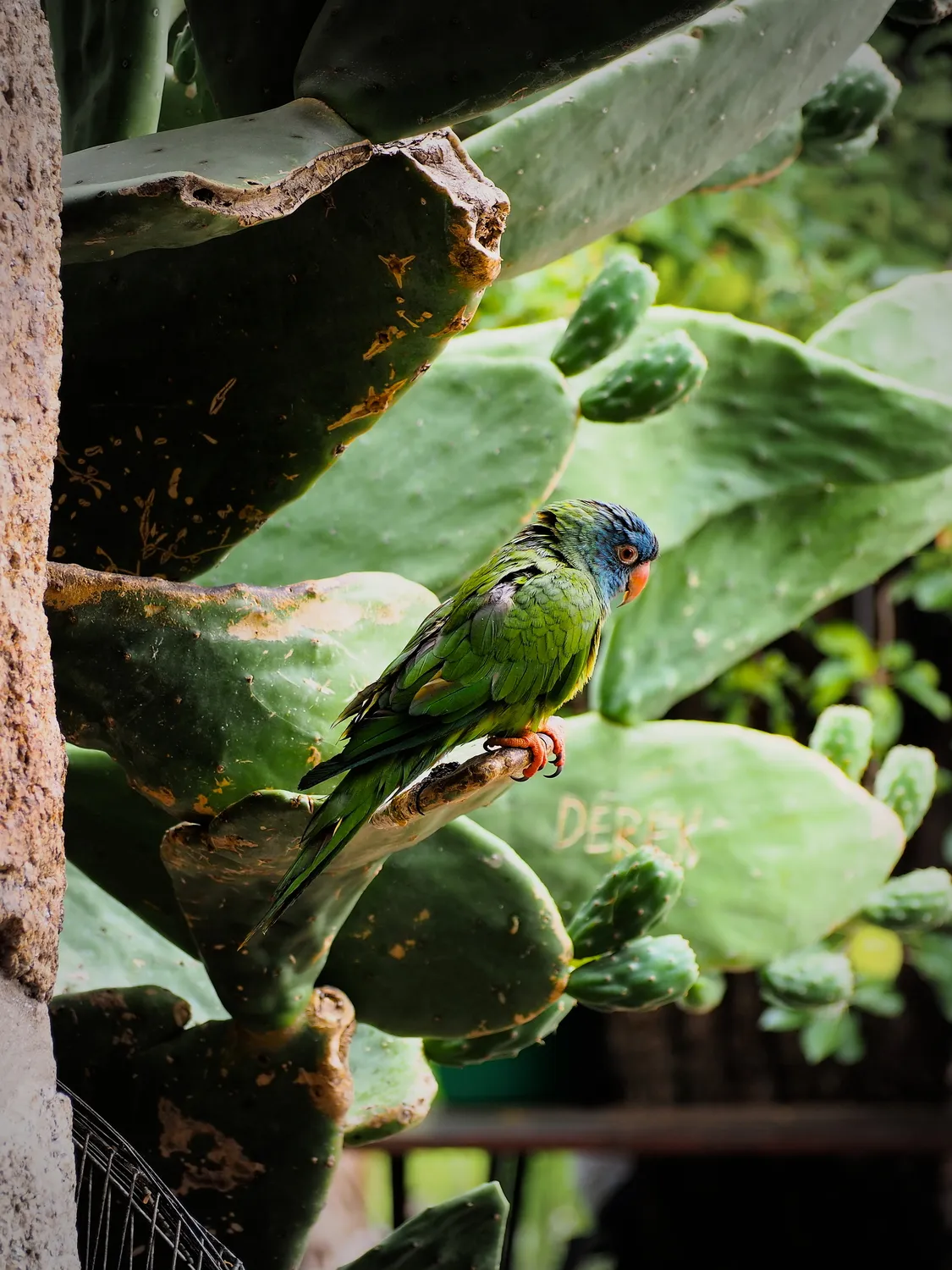 Taruca Pampa | Sierra de Córdoba, Argentina