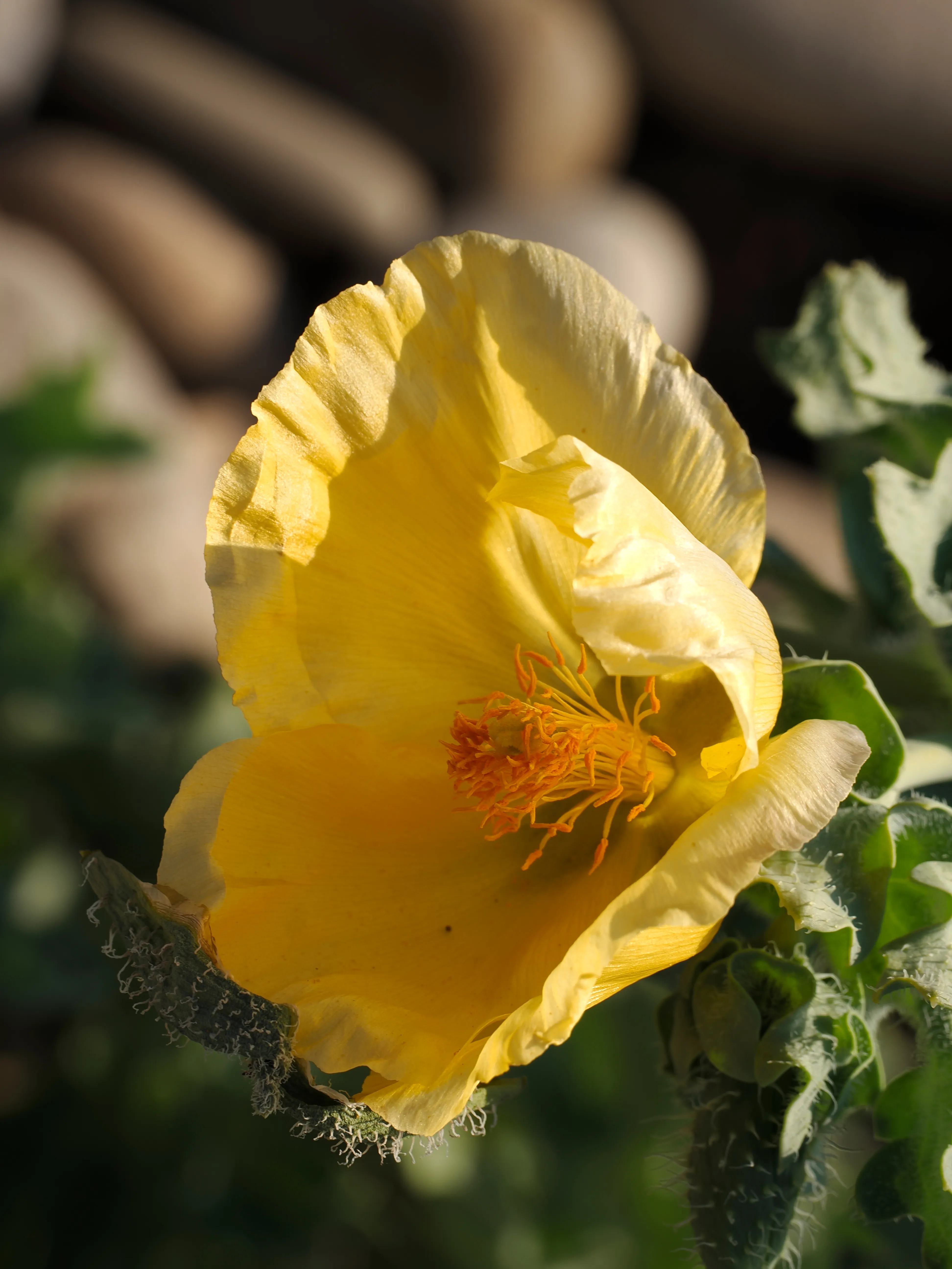 Papavero giallo. Un fiore che abita i margini