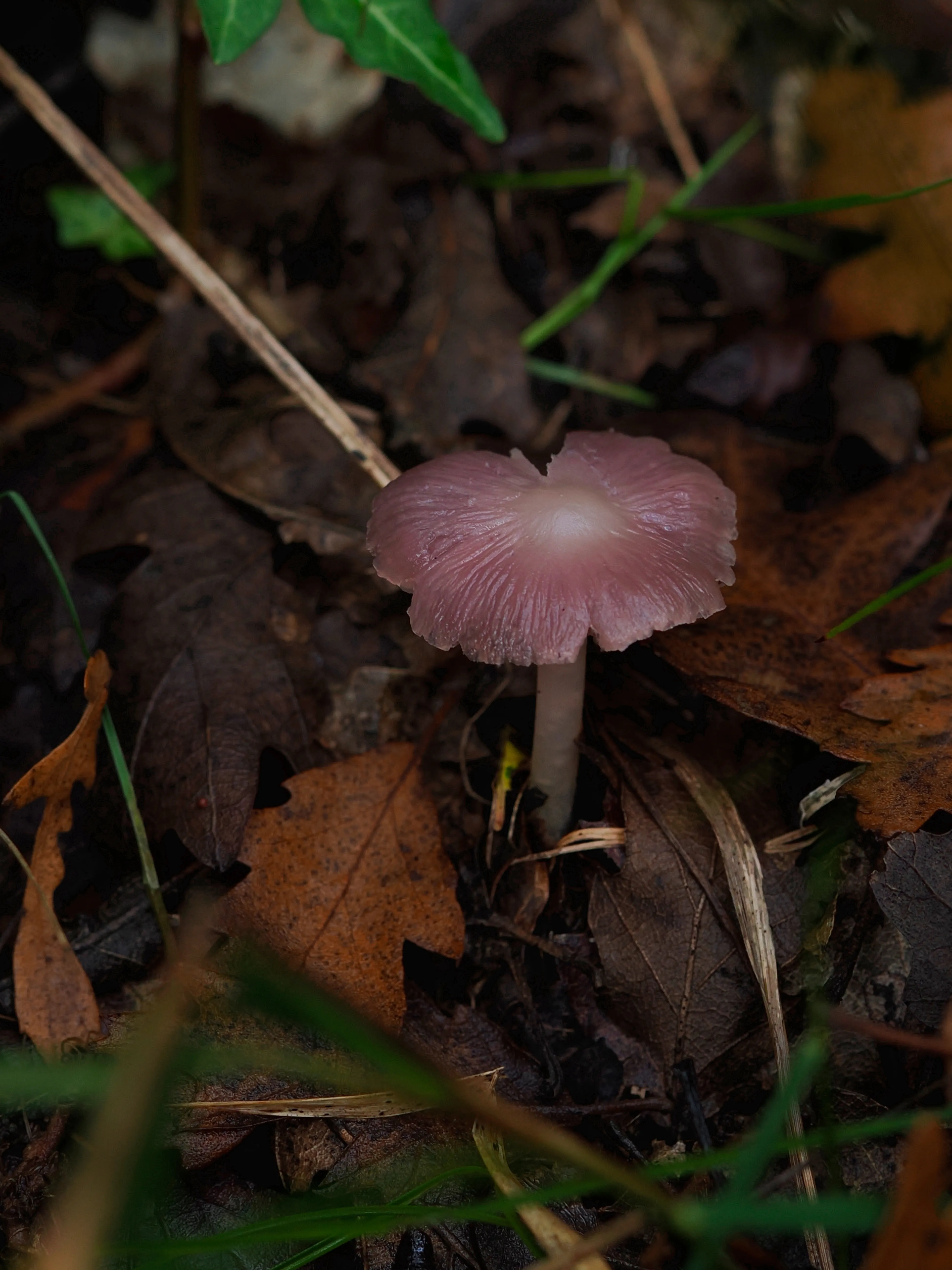 Nel bosco di cerri. La natura che insegna e cresce