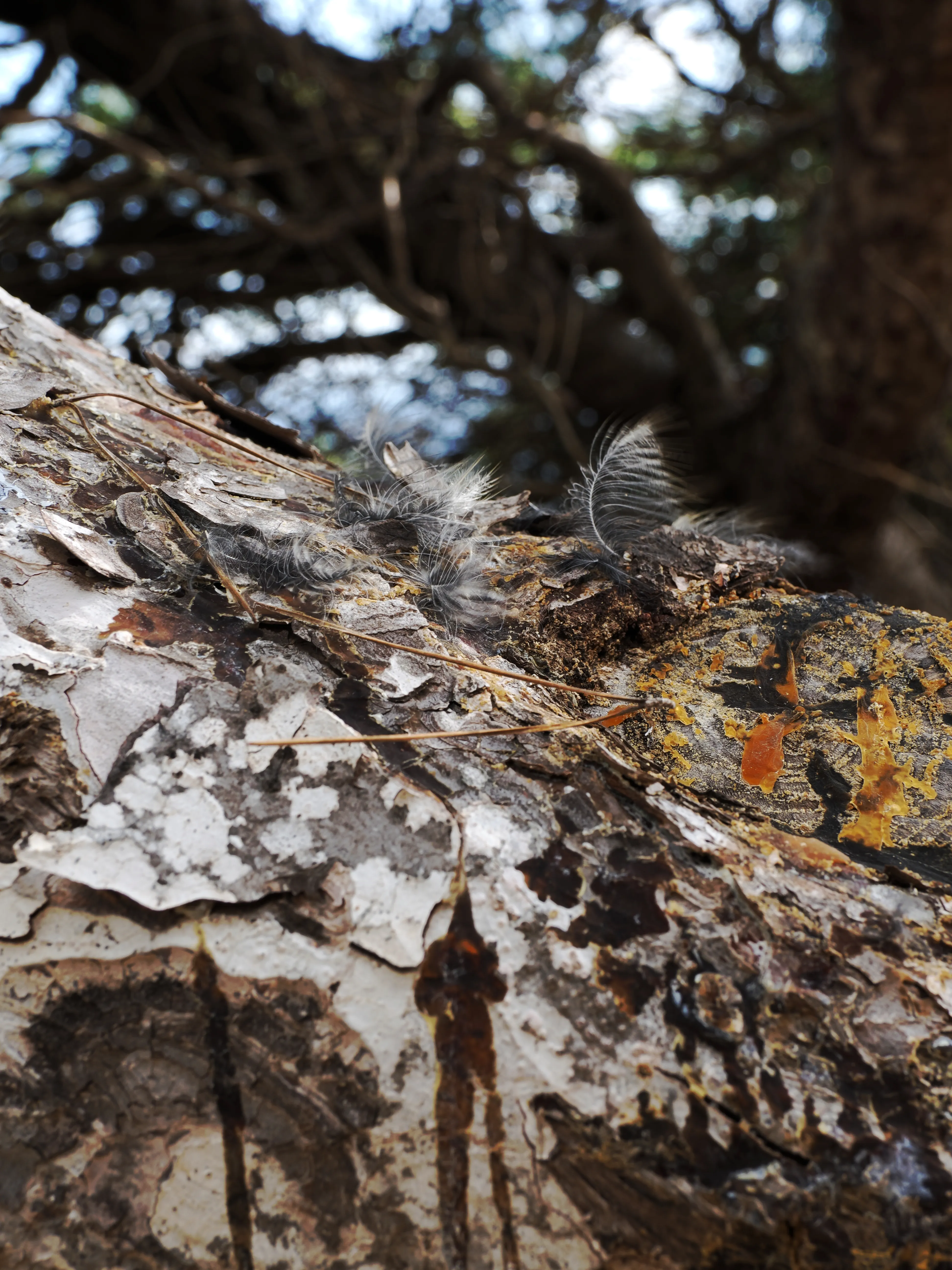 Respiro fiorito dell'autunno a Marettimo. Fotografia del sentire