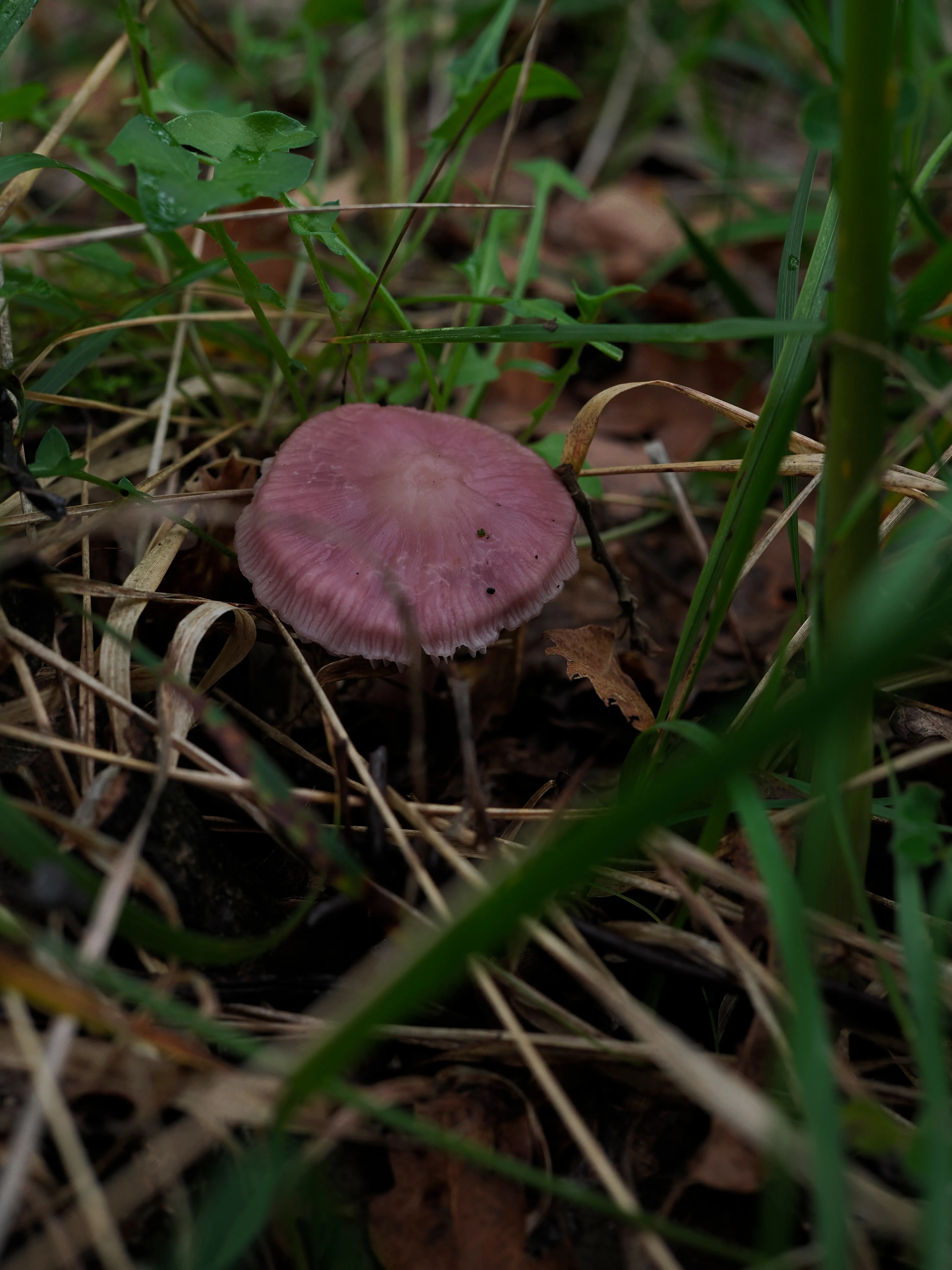 Nel bosco di cerri. La natura che insegna e cresce