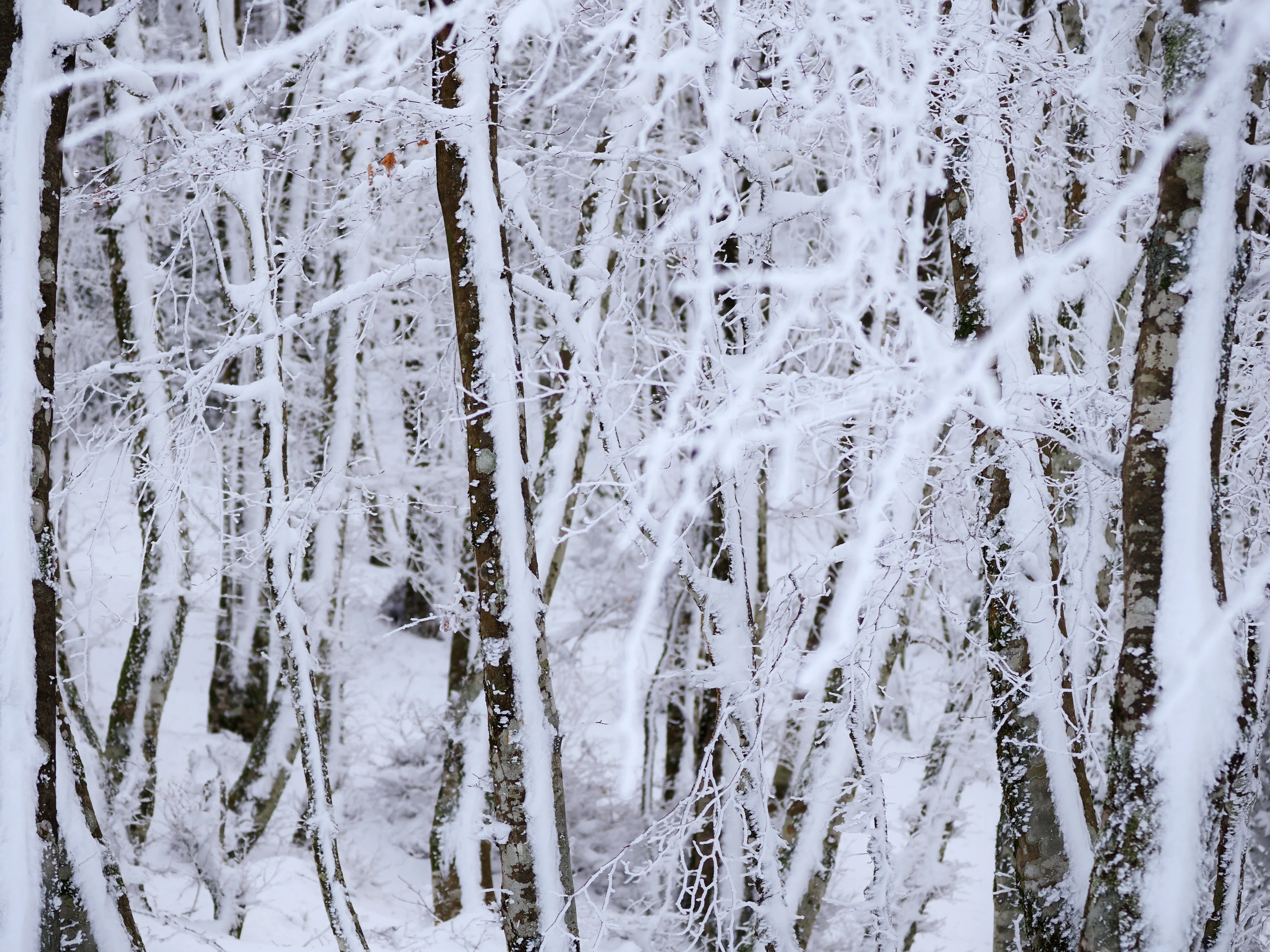 Strati di neve e libertà
