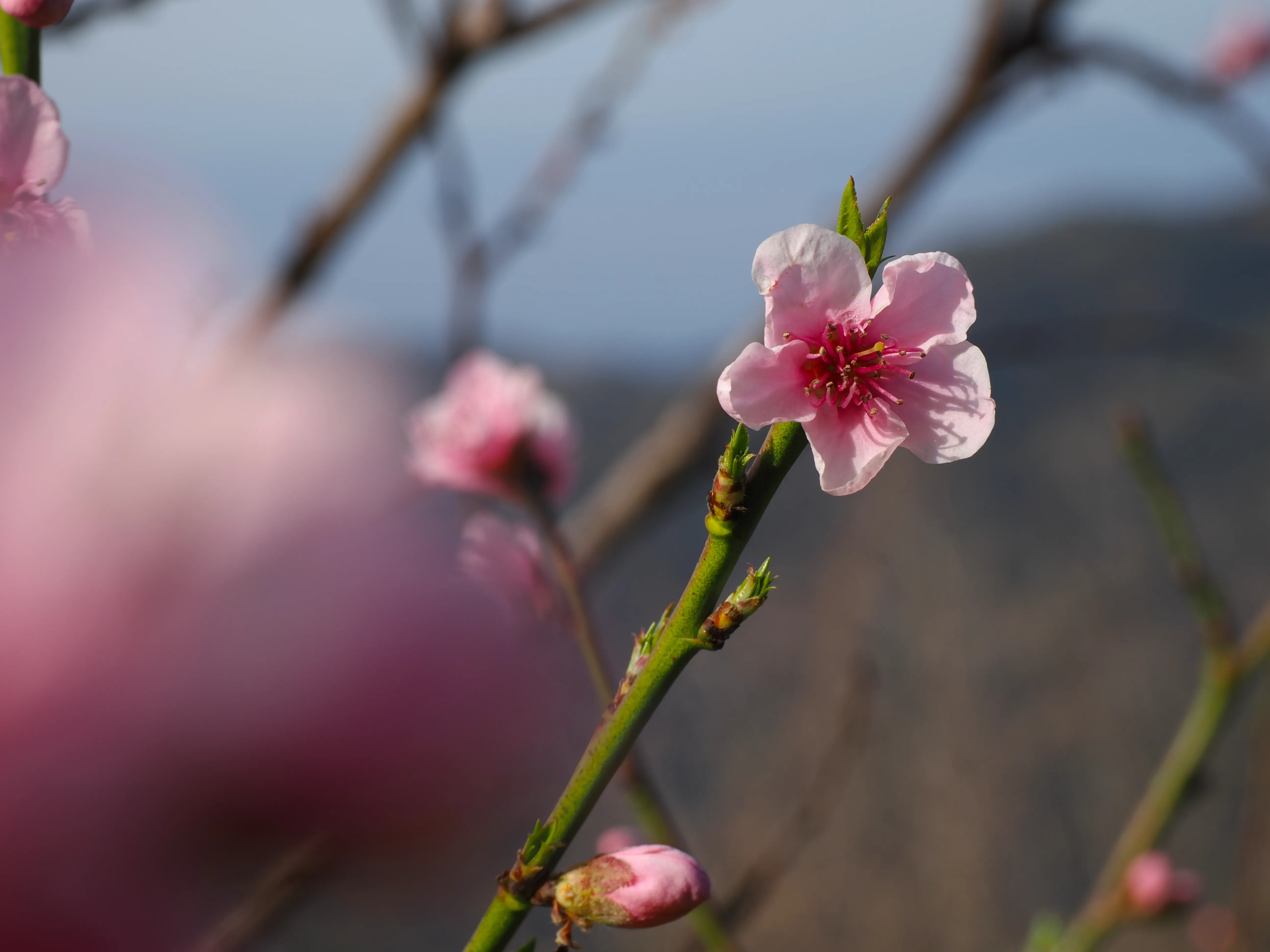 La primavera è voluttuosa