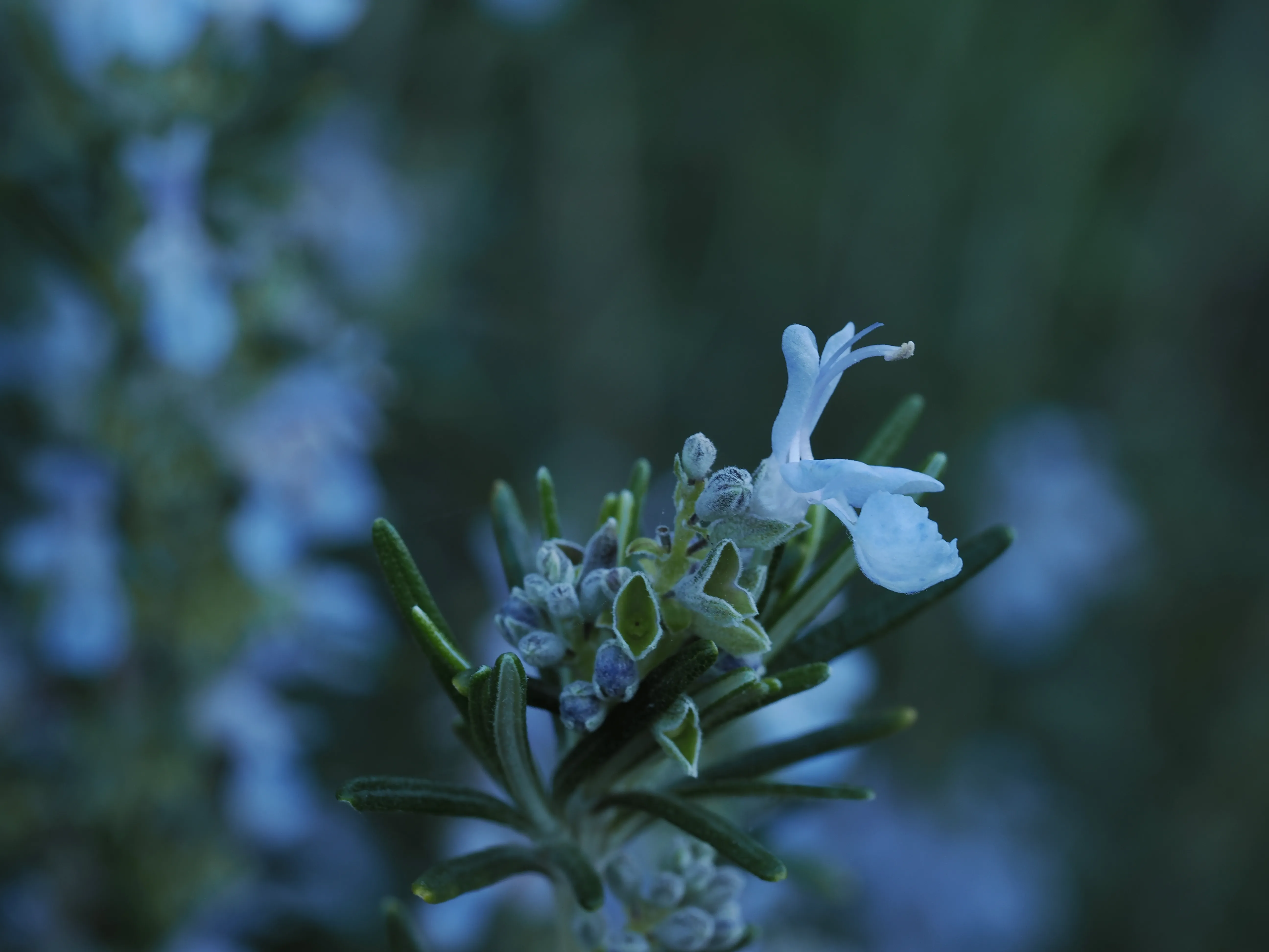 Dwelling in Nature with Olympus