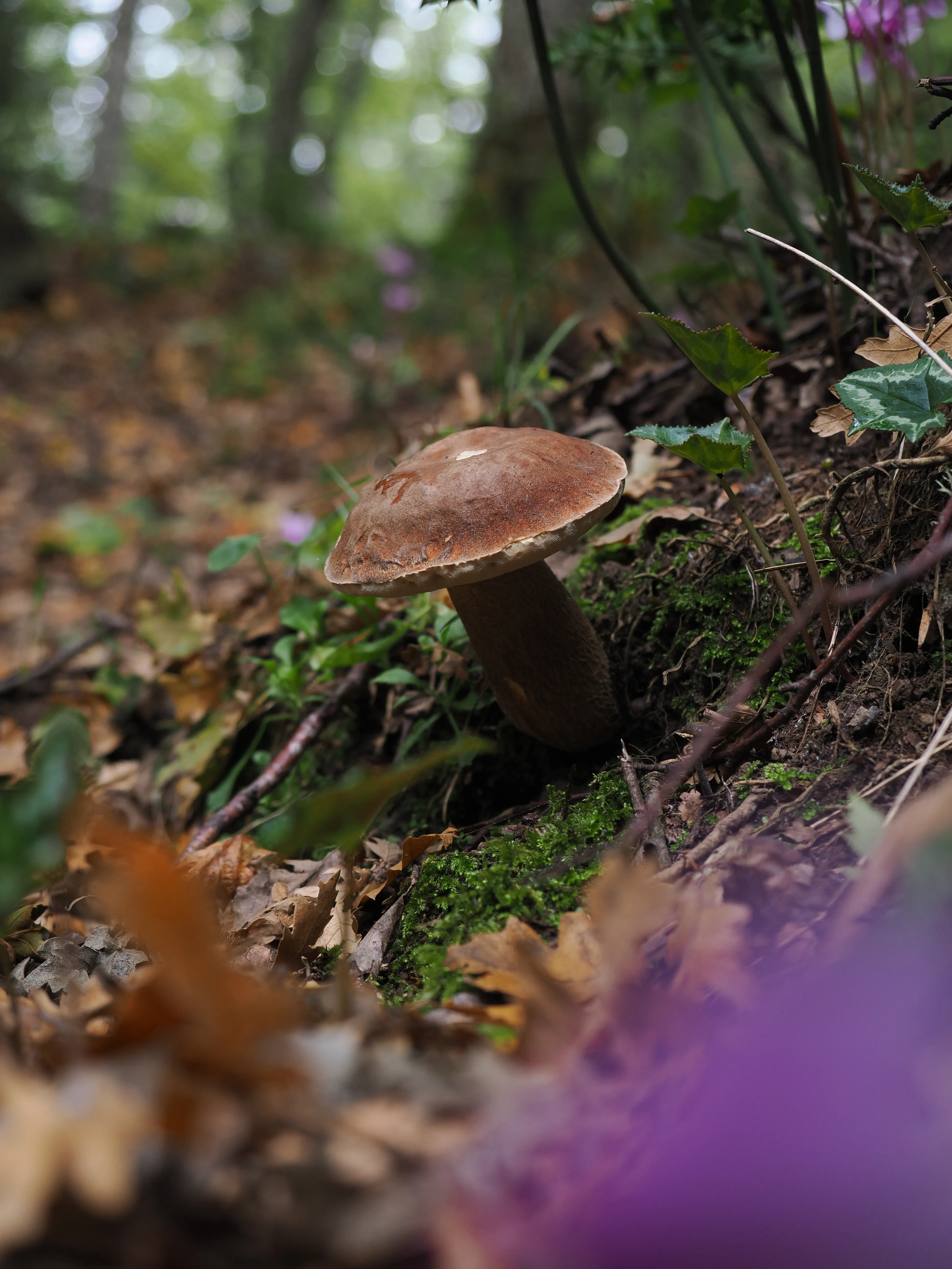 Miconauti. La gioia di esplorare il bosco